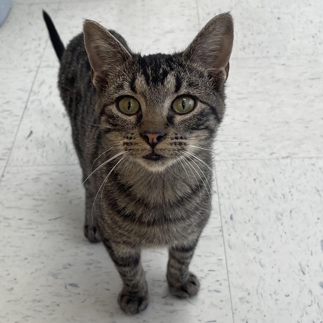 Oliver Twist, a Adoptable Domestic Short Hair in Springfield, MO image 3/6