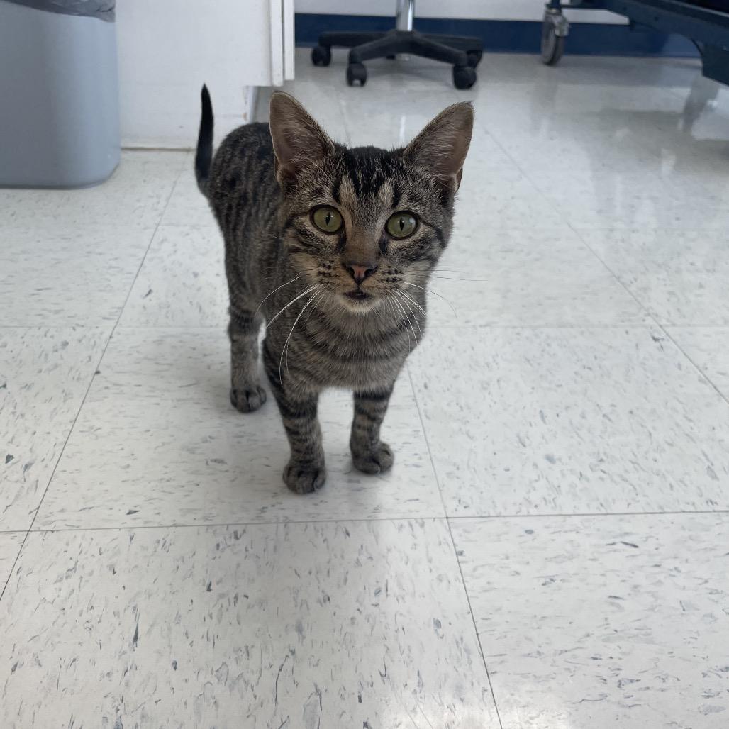 Oliver Twist, a Adoptable Domestic Short Hair in Springfield, MO image 4/6