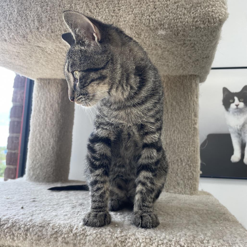 Oliver Twist, a Adoptable Domestic Short Hair in Springfield, MO image 5/6