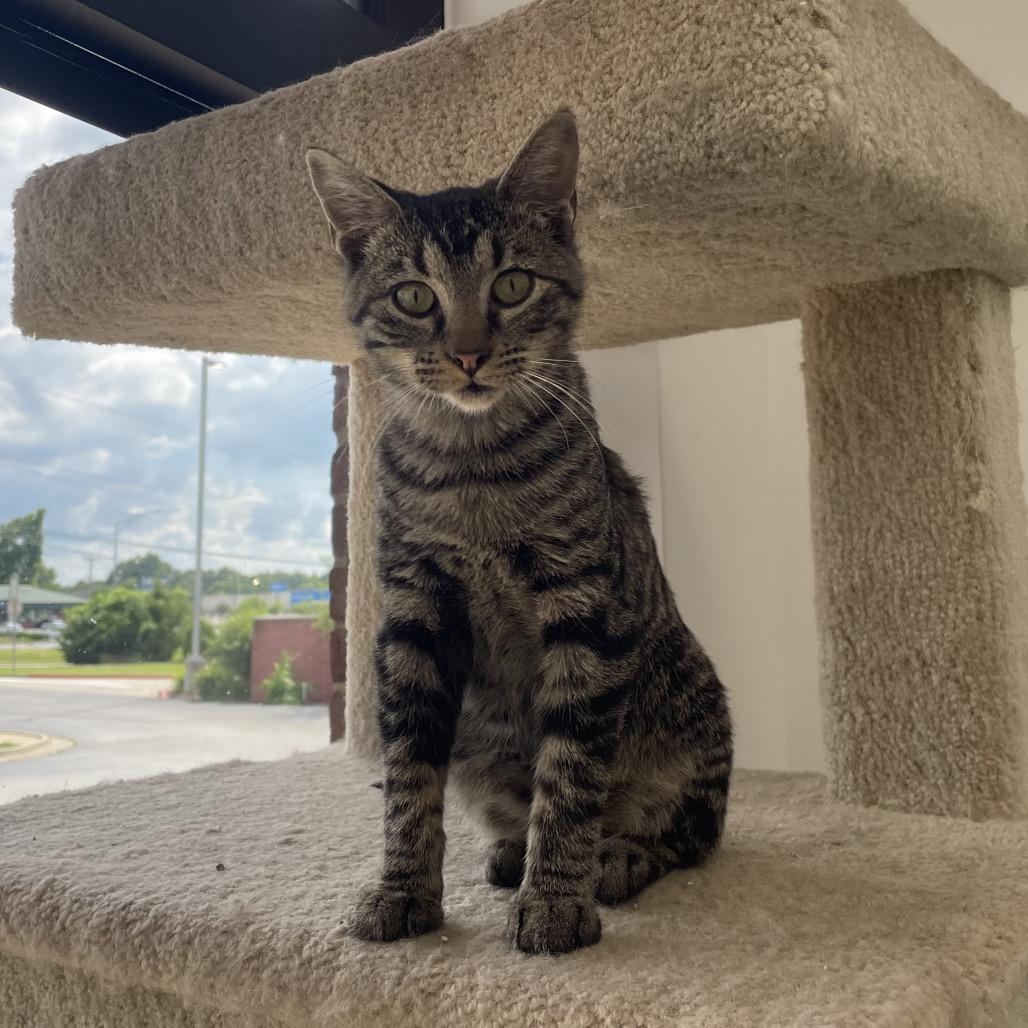 Oliver Twist, a Adoptable Domestic Short Hair in Springfield, MO image 6/6