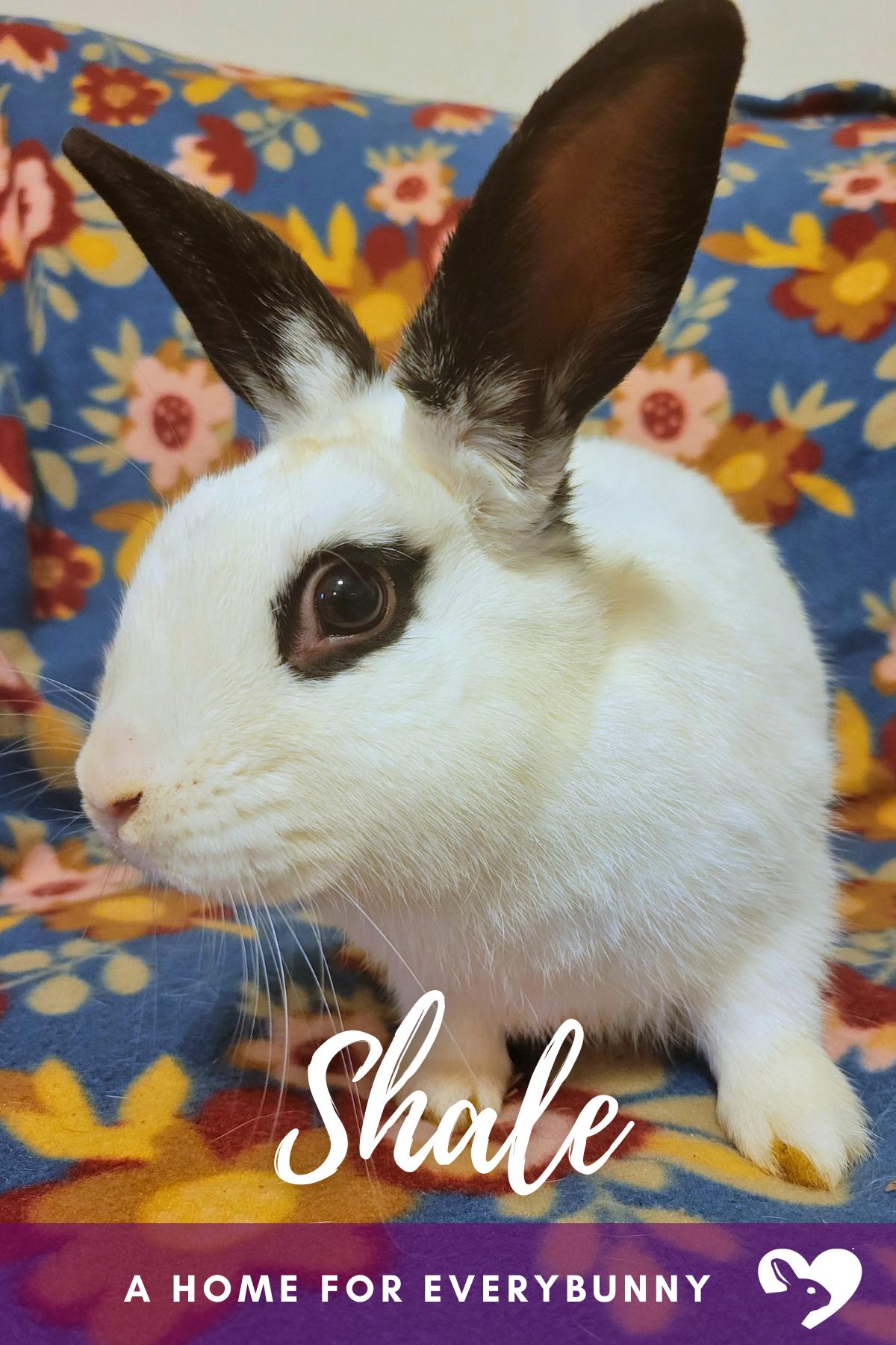Shale, Adoptable, Young Male English Spot.