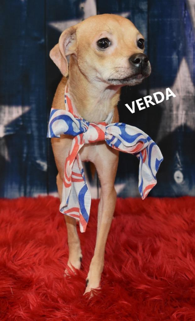 Enlarge Verda, a Adoptable mixed breed in Gilbert, AZ image 1/3