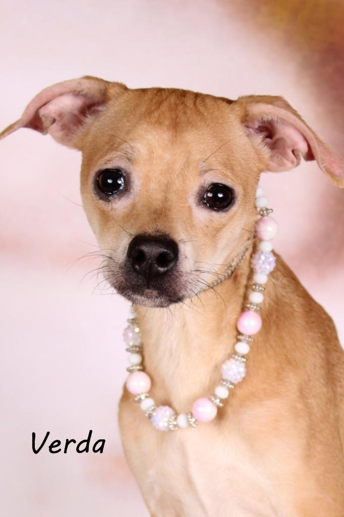 Enlarge Verda, a Adoptable mixed breed in Gilbert, AZ image 2/3