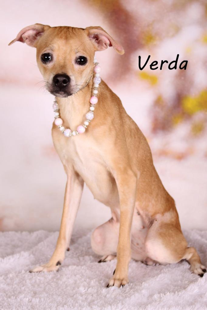 Enlarge Verda, a Adoptable mixed breed in Gilbert, AZ image 3/3