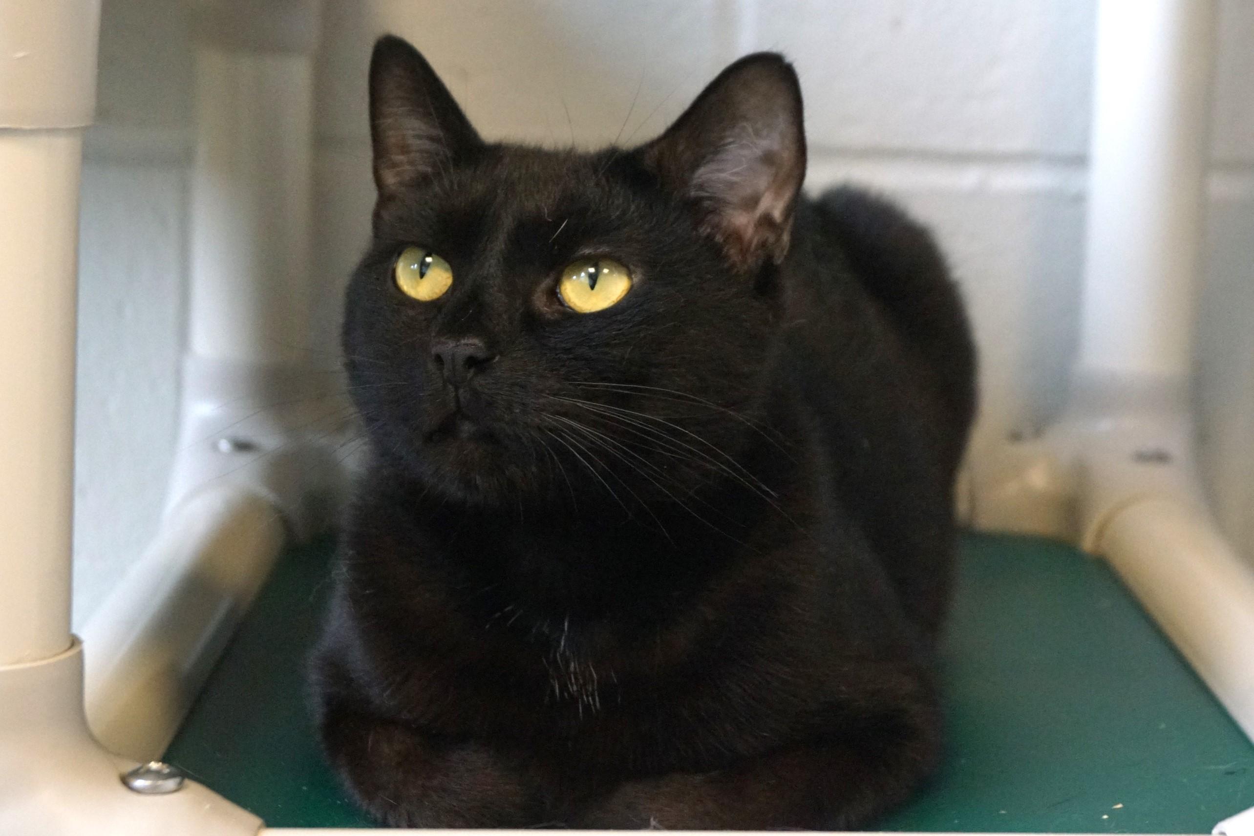 Enlarge Sesame, a Adoptable Domestic Short Hair in New Milford, CT image 3/6