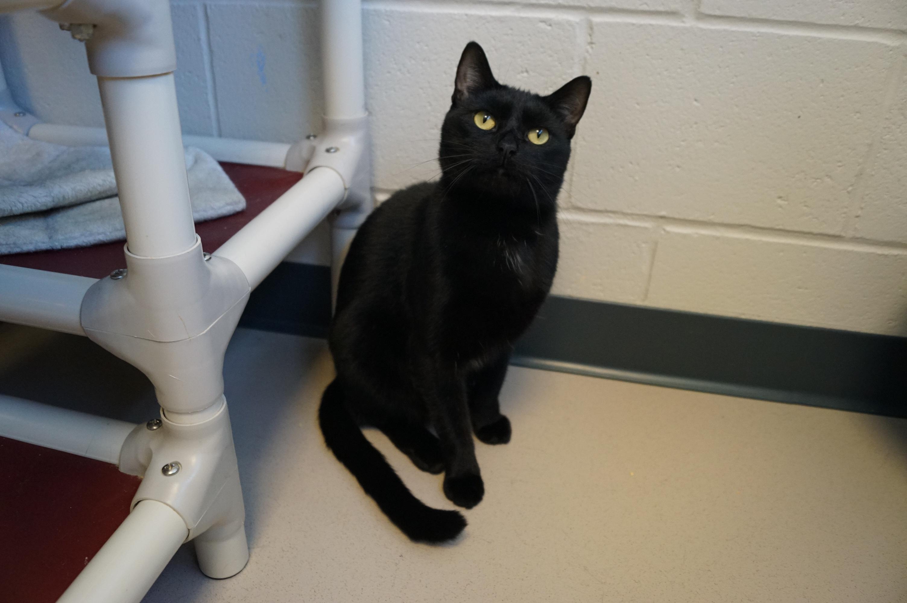 Enlarge Sesame, a Adoptable Domestic Short Hair in New Milford, CT image 5/6