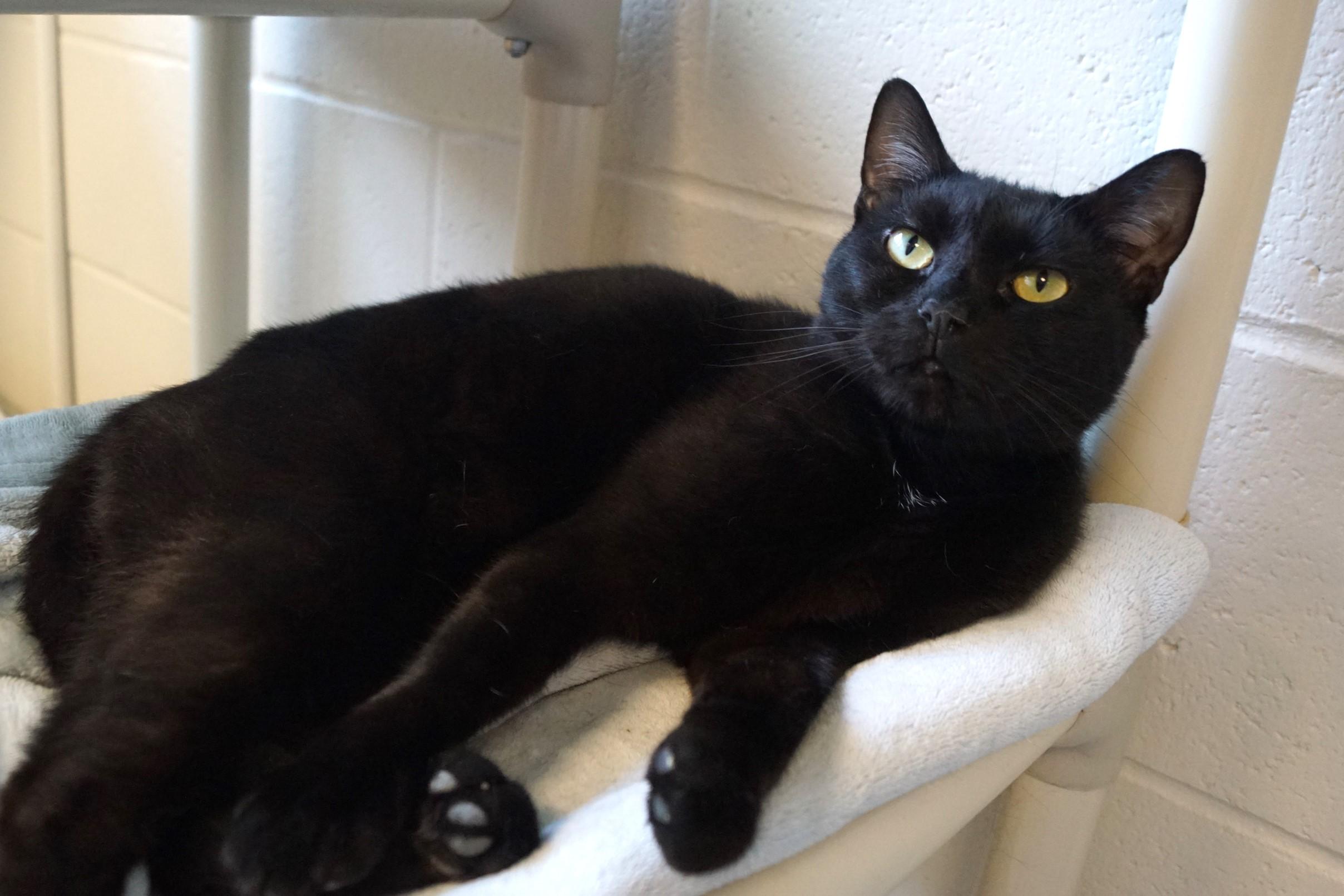 Enlarge Sesame, a Adoptable Domestic Short Hair in New Milford, CT image 2/6