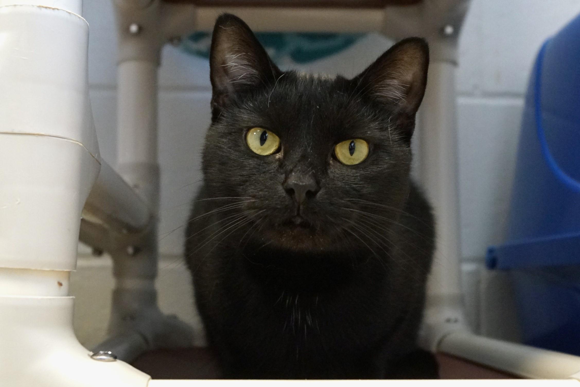 Enlarge Sesame, a Adoptable Domestic Short Hair in New Milford, CT image 1/6