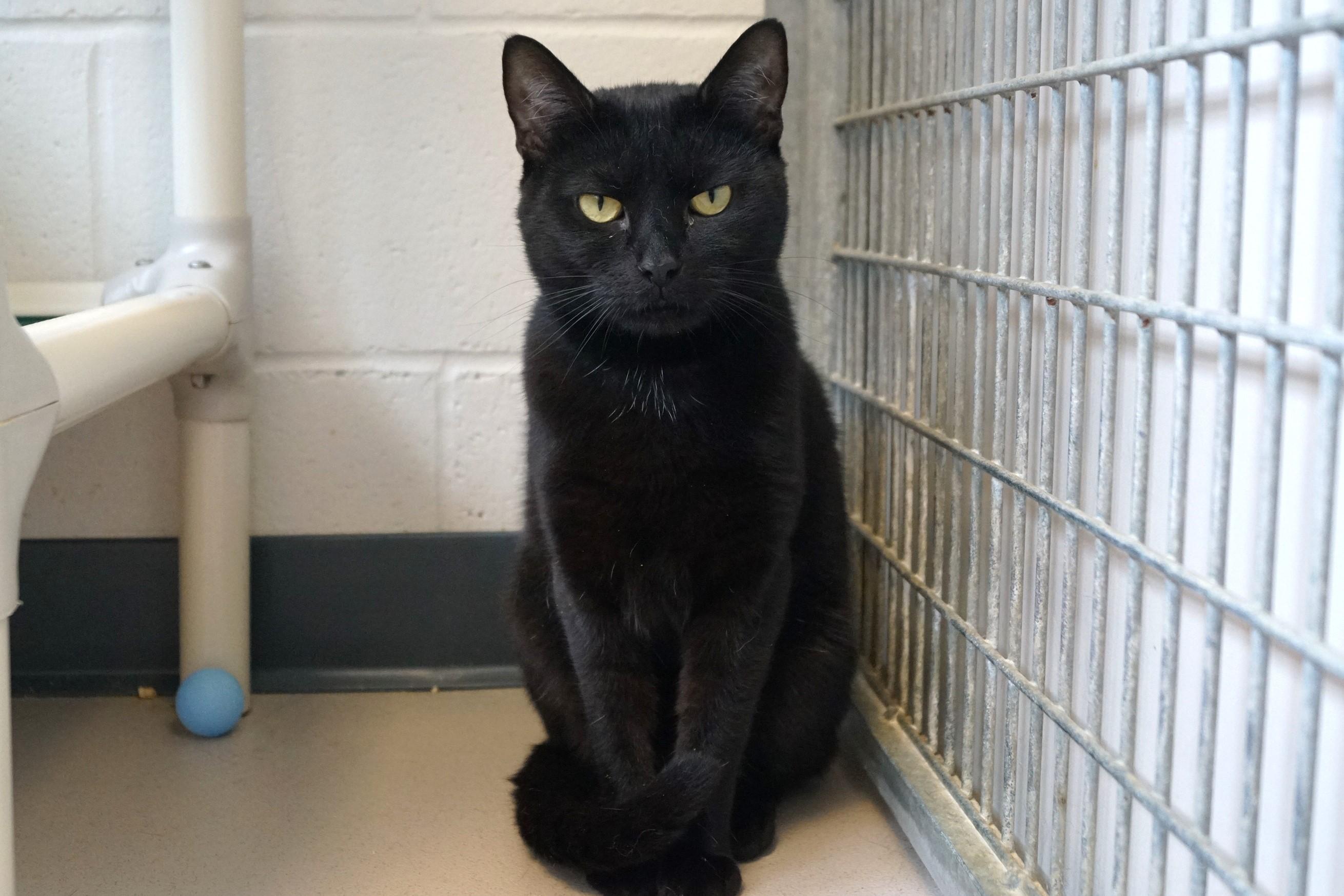 Enlarge Sesame, a Adoptable Domestic Short Hair in New Milford, CT image 4/6