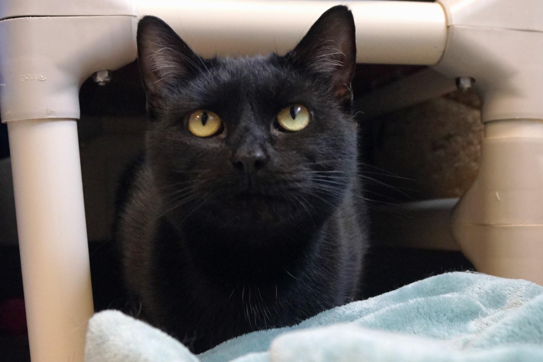 Enlarge Sesame, a Adoptable Domestic Short Hair in New Milford, CT image 6/6