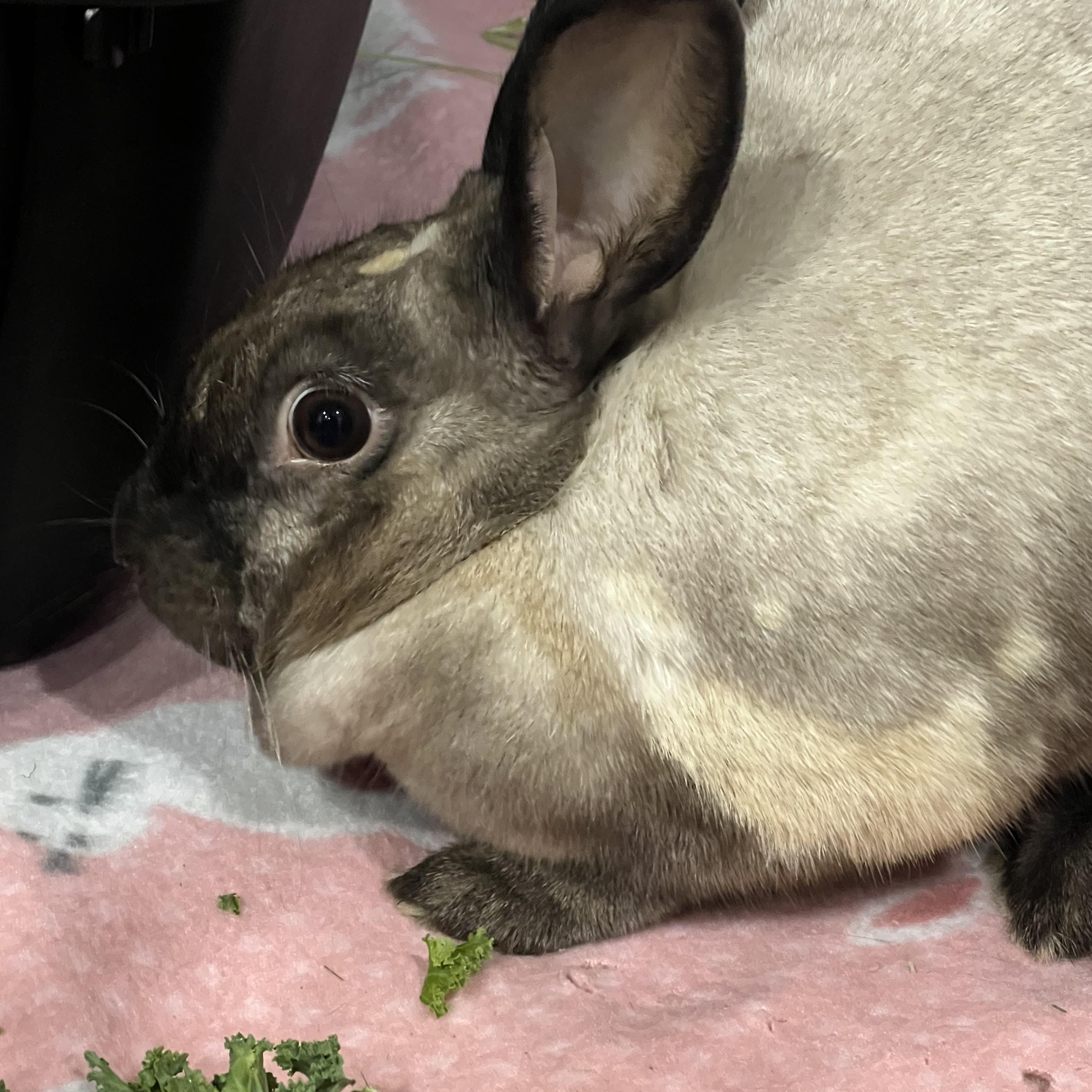 Rachel Rabbit, Adoptable, Adult Female American Sable.