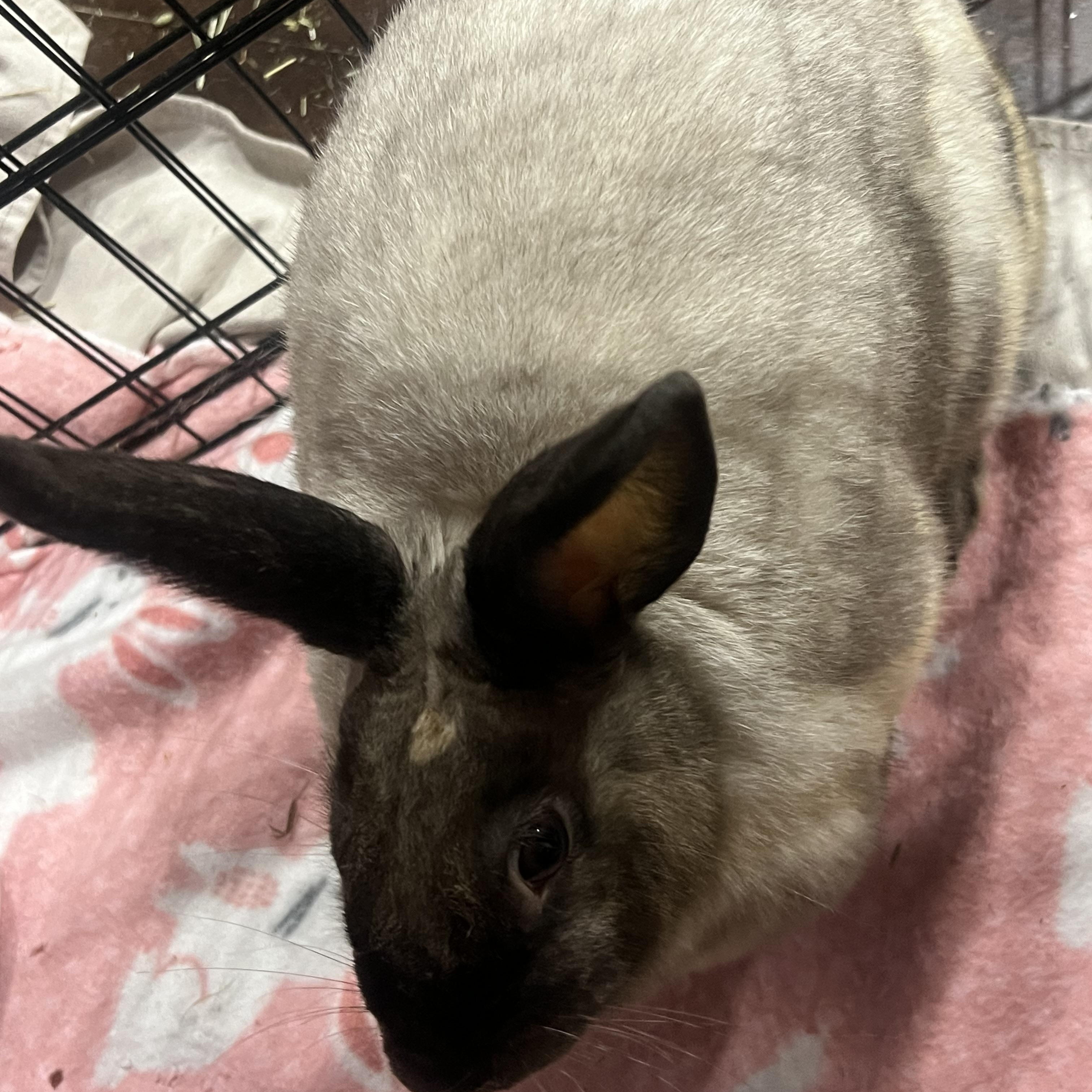 Enlarge Rachel Rabbit, a Adoptable American Sable in Huntsville, AL image 2/2