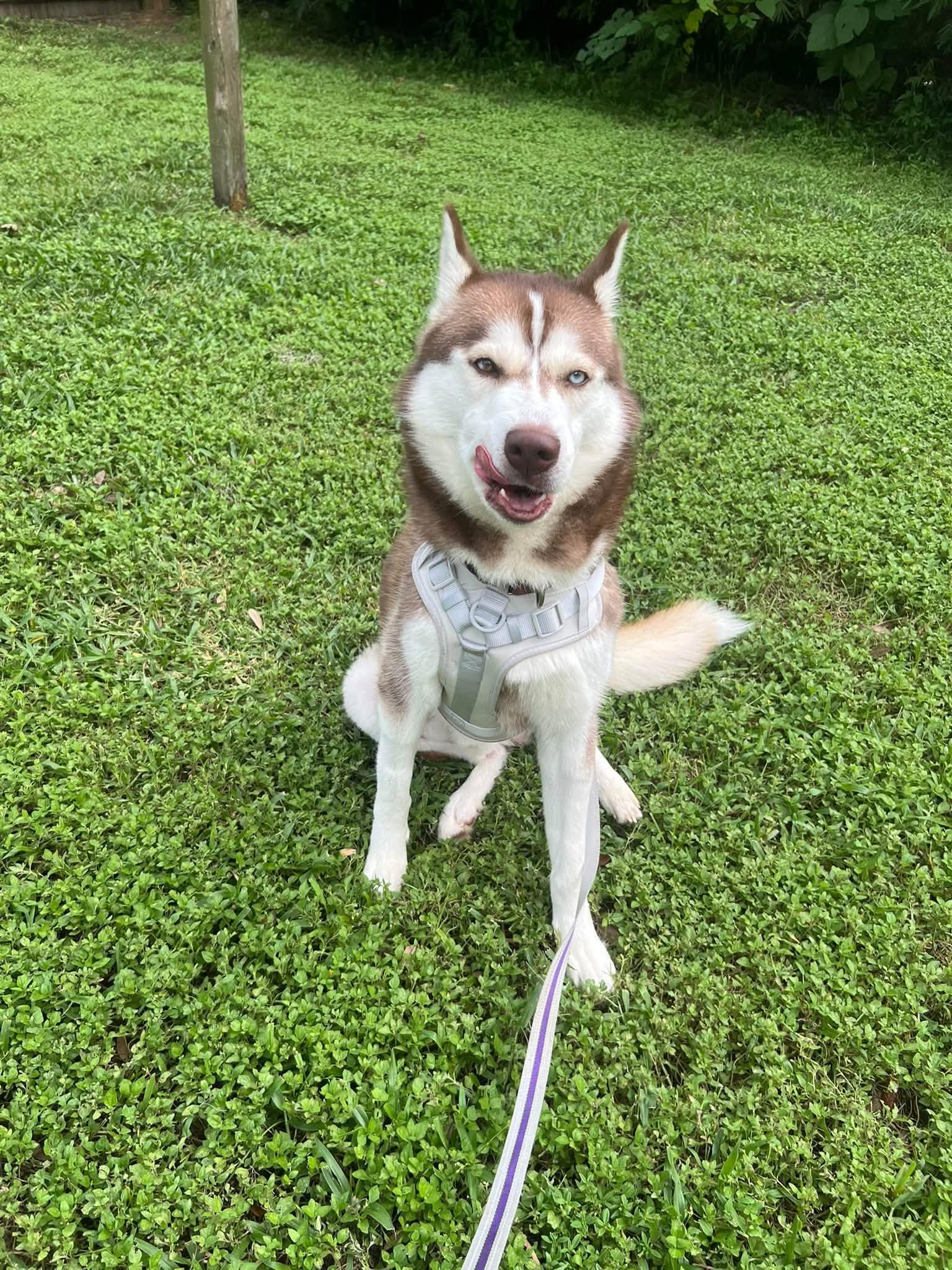 Enlarge Ghost, a Adoptable Siberian Husky in New Smyrna Beach, FL image 3/5