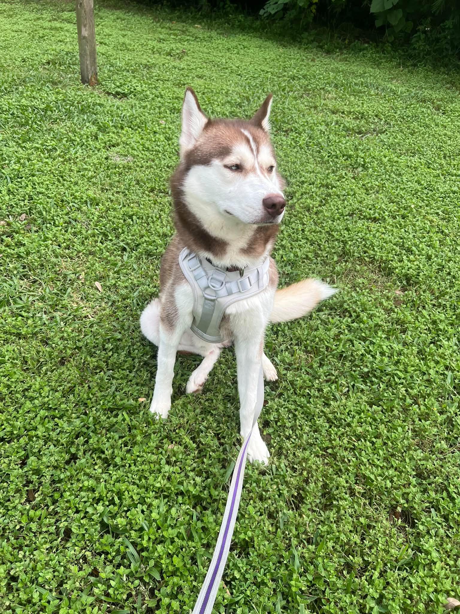 Enlarge Ghost, a Adoptable Siberian Husky in New Smyrna Beach, FL image 5/5