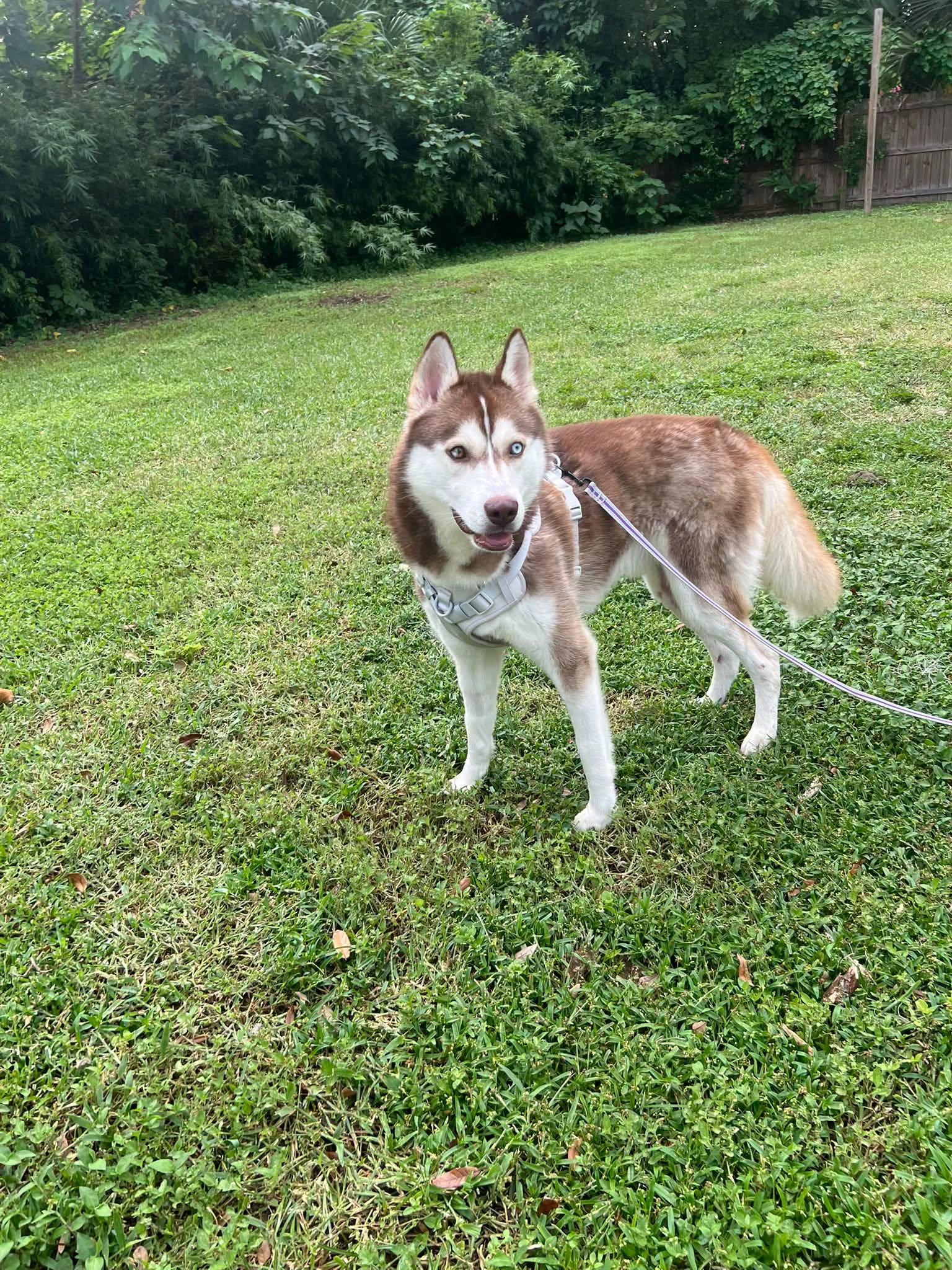 Enlarge Ghost, a Adoptable Siberian Husky in New Smyrna Beach, FL image 4/5