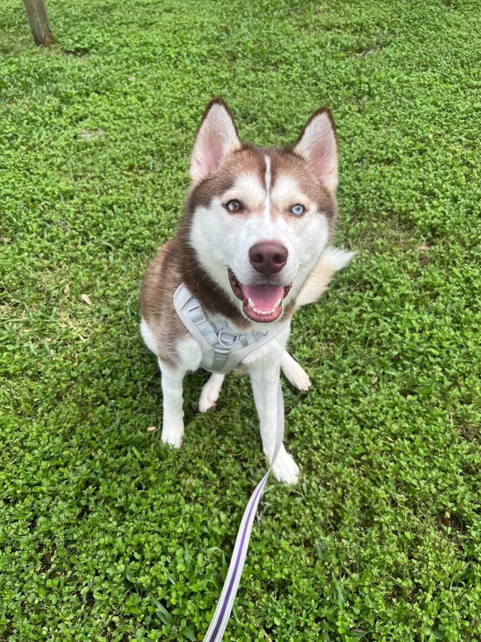 Enlarge Ghost, a Adoptable Siberian Husky in New Smyrna Beach, FL image 1/5