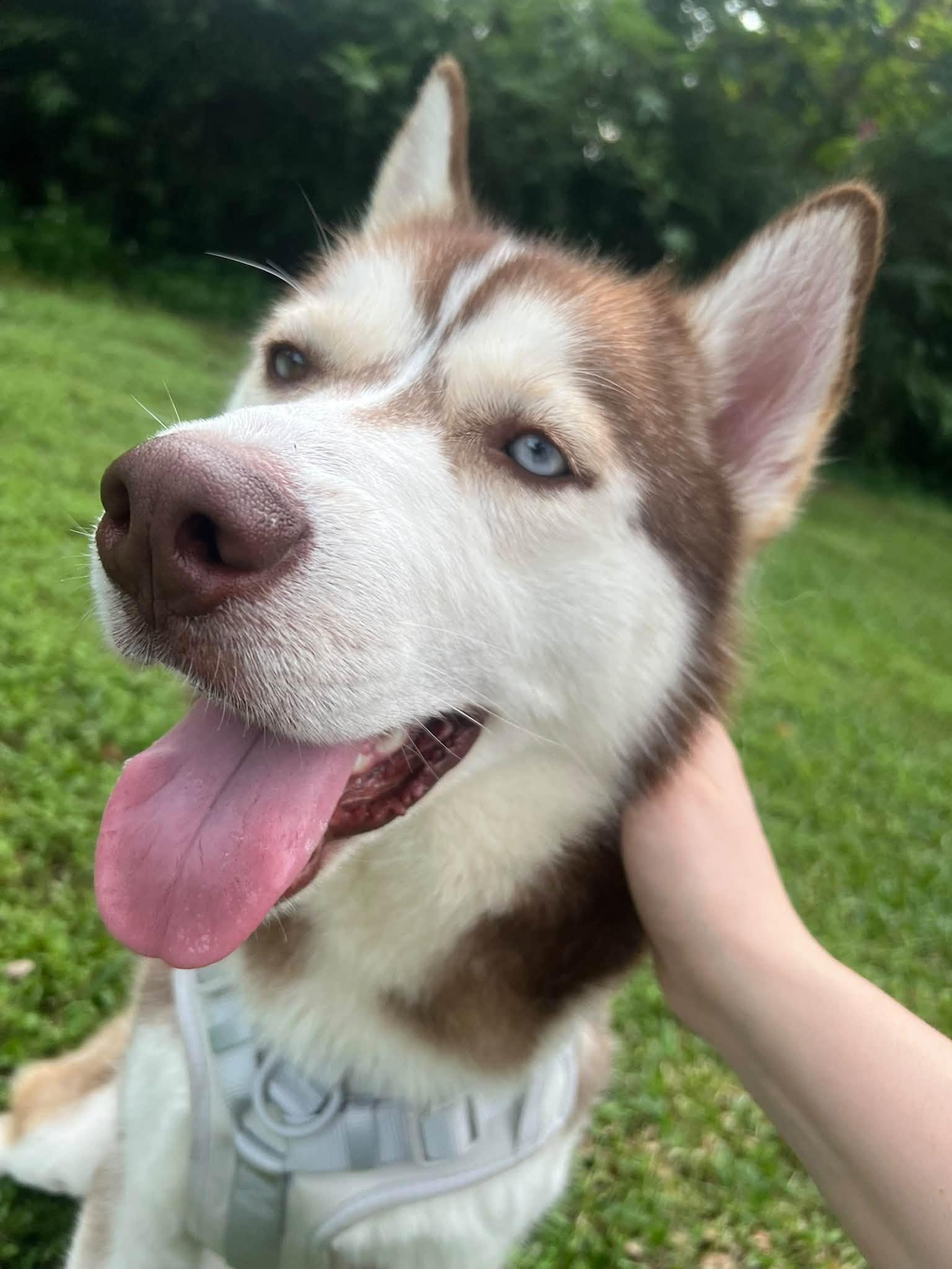 Enlarge Ghost, a Adoptable Siberian Husky in New Smyrna Beach, FL image 2/5
