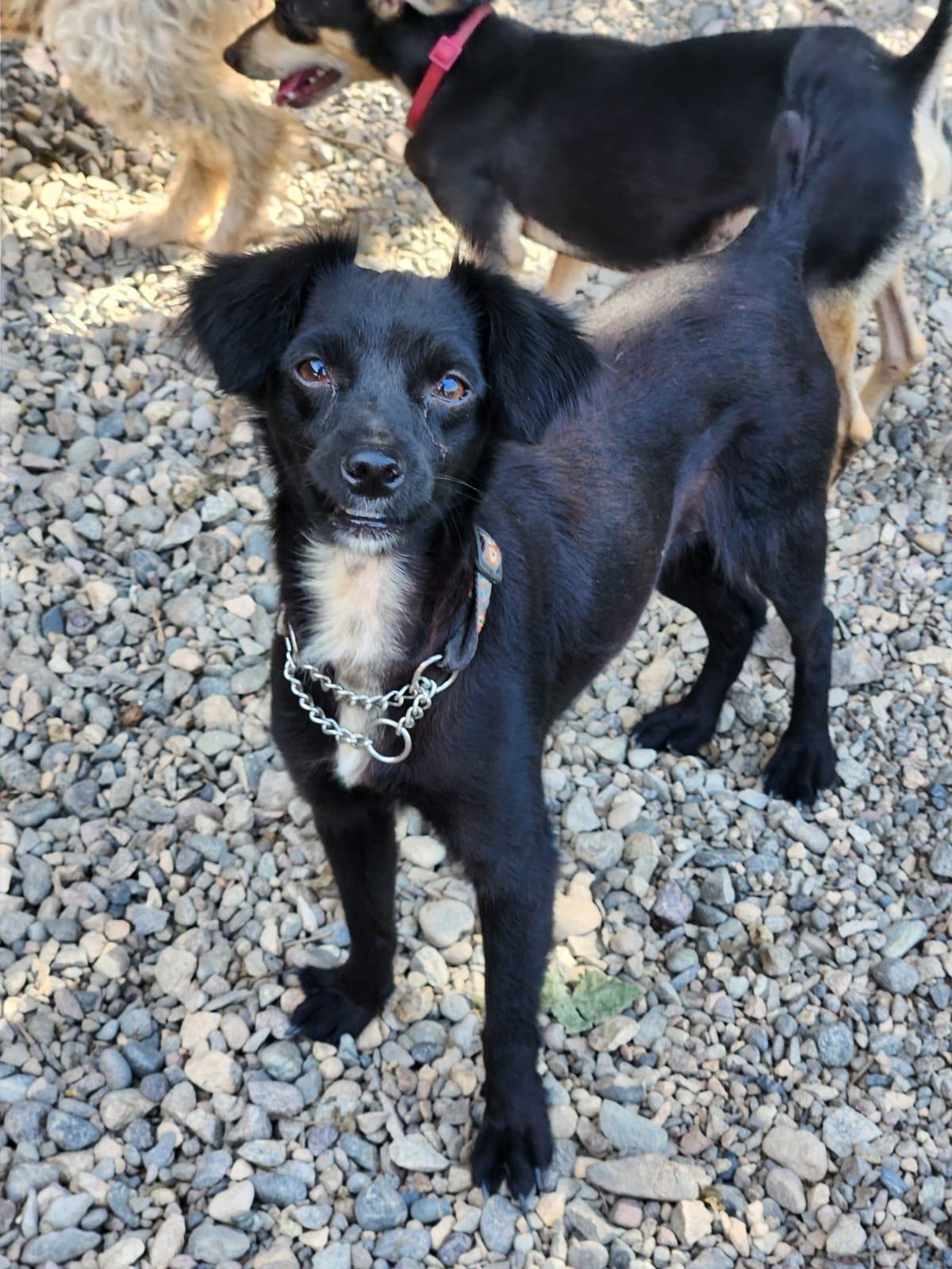 Muffin , adopted, Adult Female Mixed Breed.