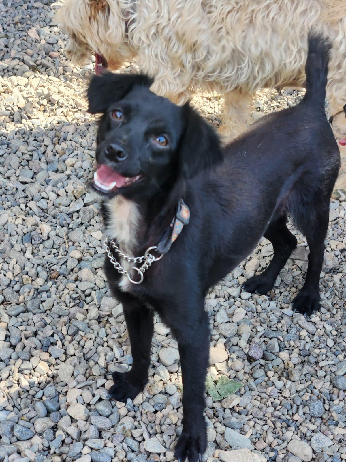 Enlarge Muffin , an adopted Mixed Breed in EL COLORADO, JAL image 2/3