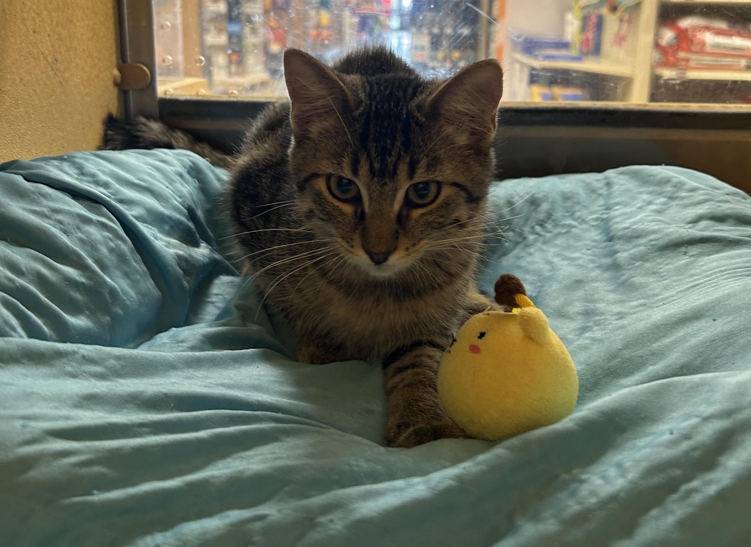 Enlarge Donatello, a ADOPTABLE Domestic Short Hair in Herculaneum, MO image 1/1