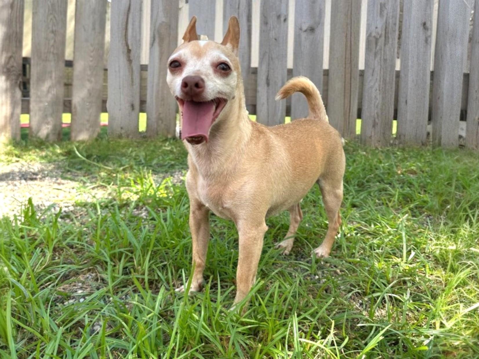 Lito, an adoptable Chihuahua in Keswick, ON, L4P 1W7 | Photo Image 5