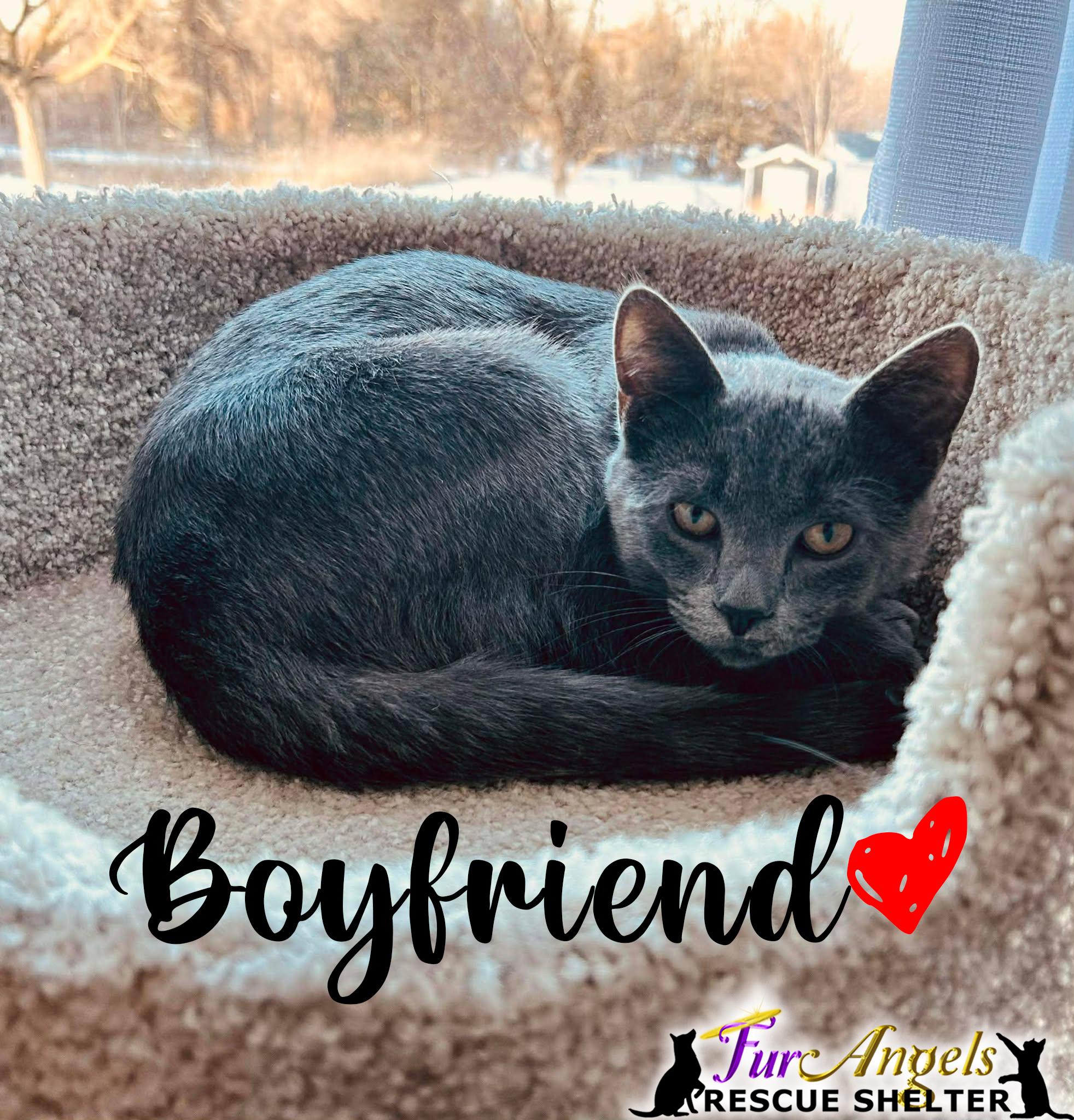 Boyfriend, adopted, Kitten Male Domestic Short Hair.