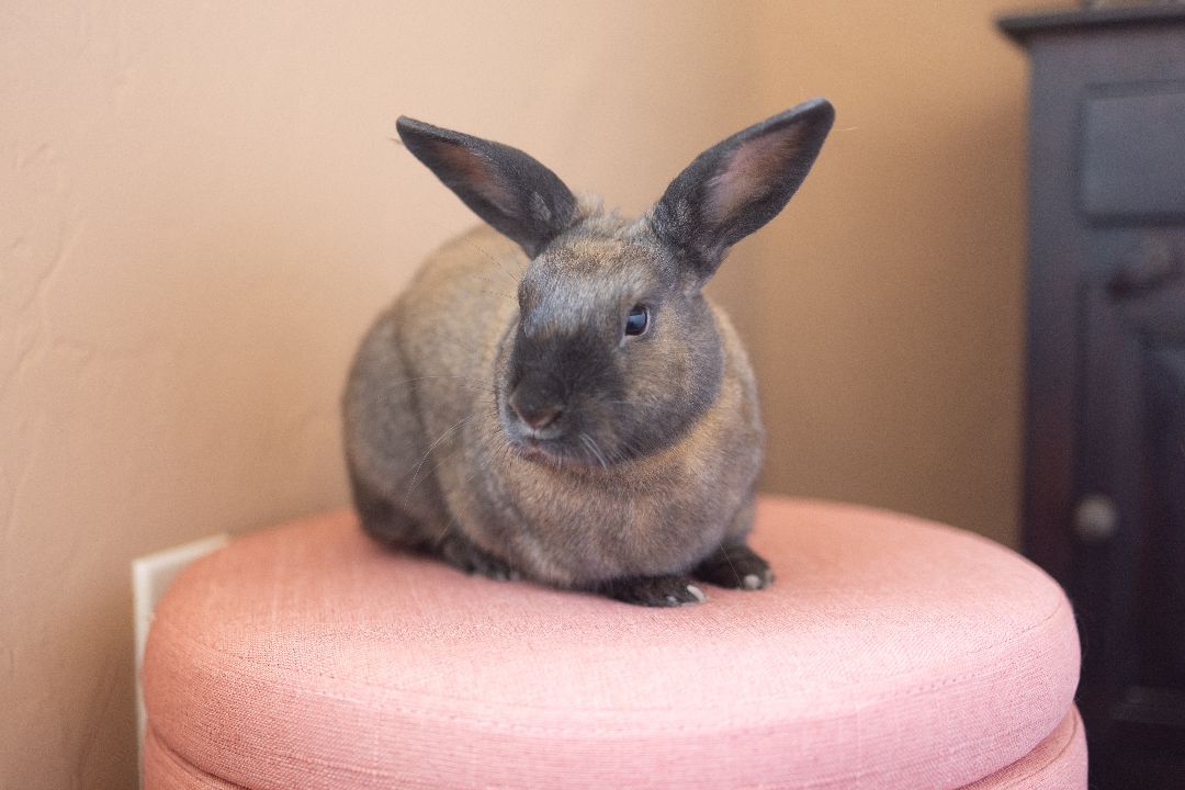 Acorn, a Adoptable mixed breed in Los Angeles, CA image 1/8