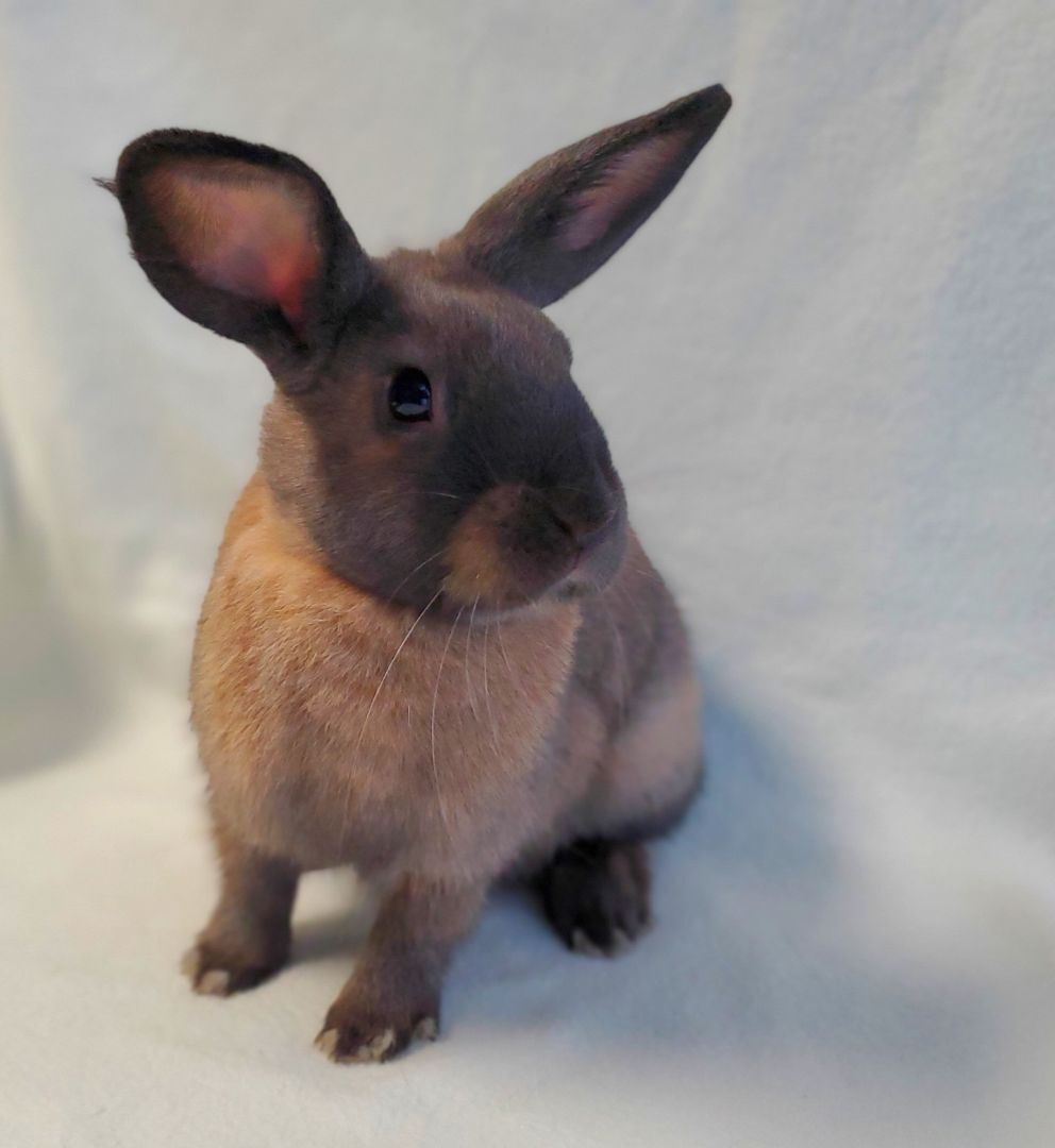 Acorn, a Adoptable mixed breed in Los Angeles, CA image 3/8