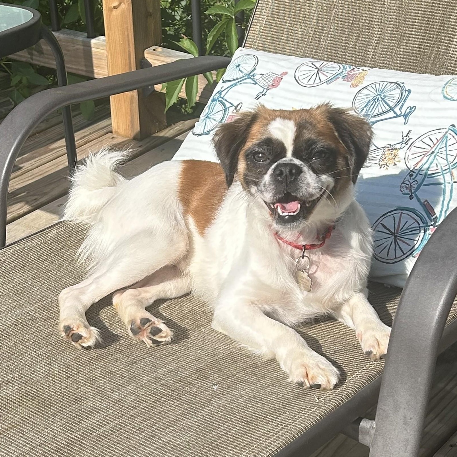 Henderson, ADOPTABLE, Young Male Pug.