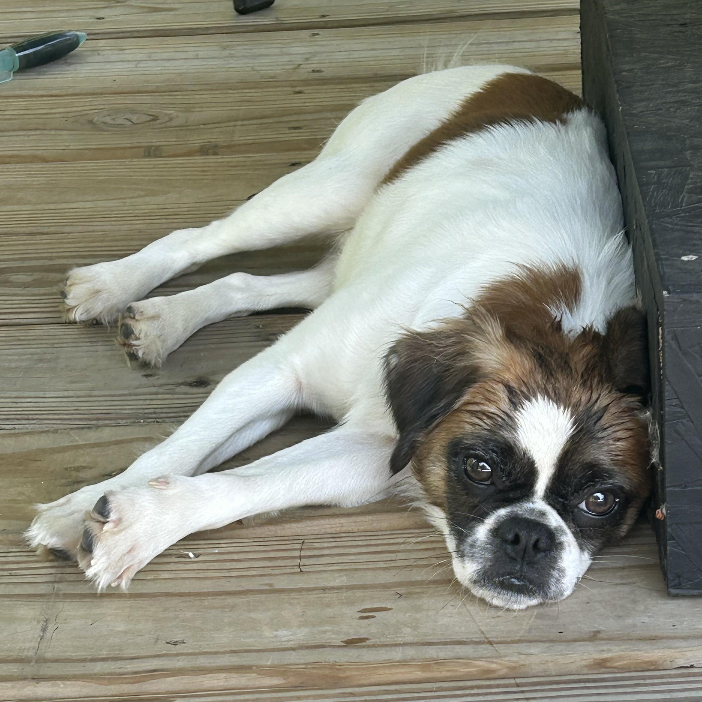 Enlarge Henderson, a ADOPTABLE mixed breed in Grafton, OH image 3/5