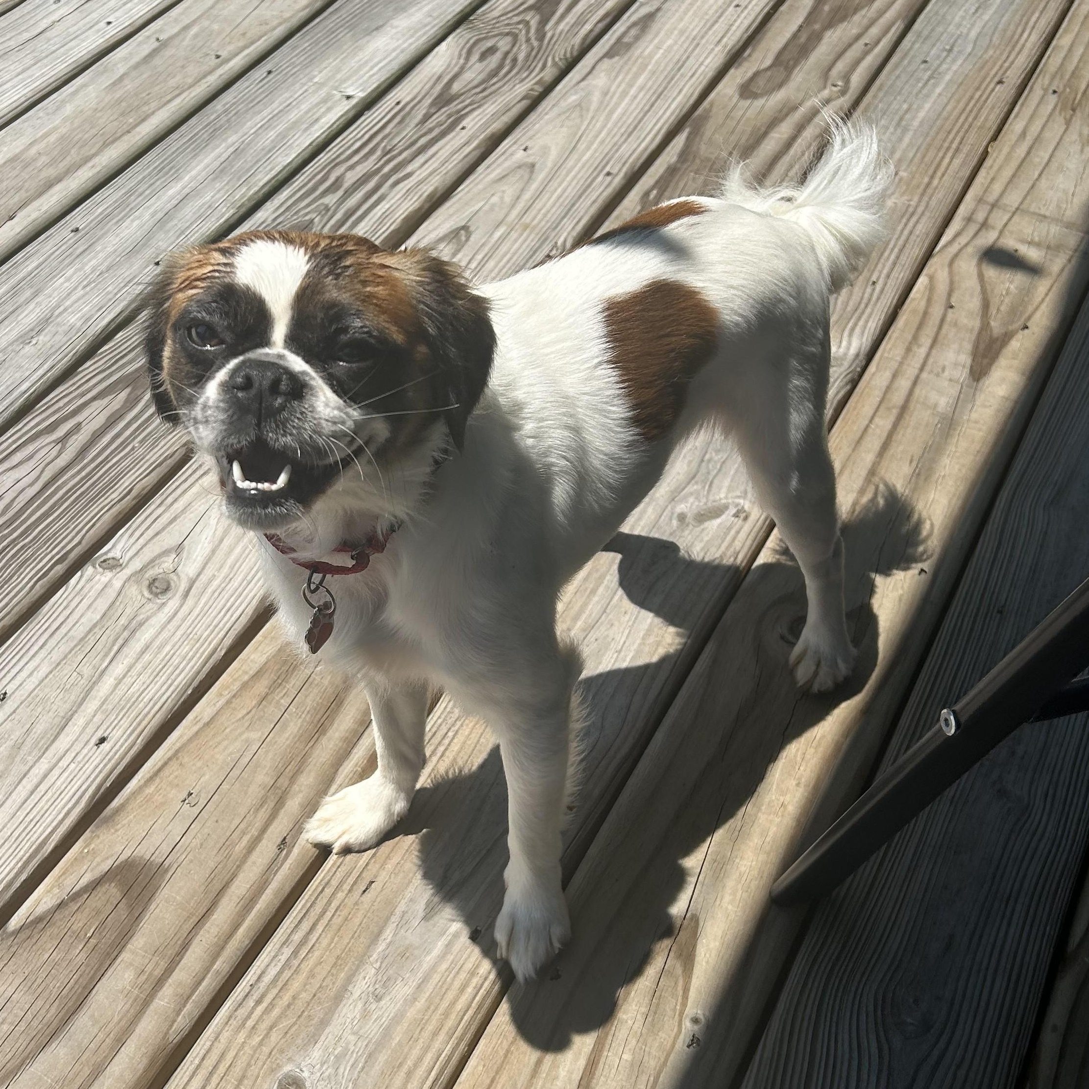 Enlarge Henderson, a ADOPTABLE mixed breed in Grafton, OH image 4/5