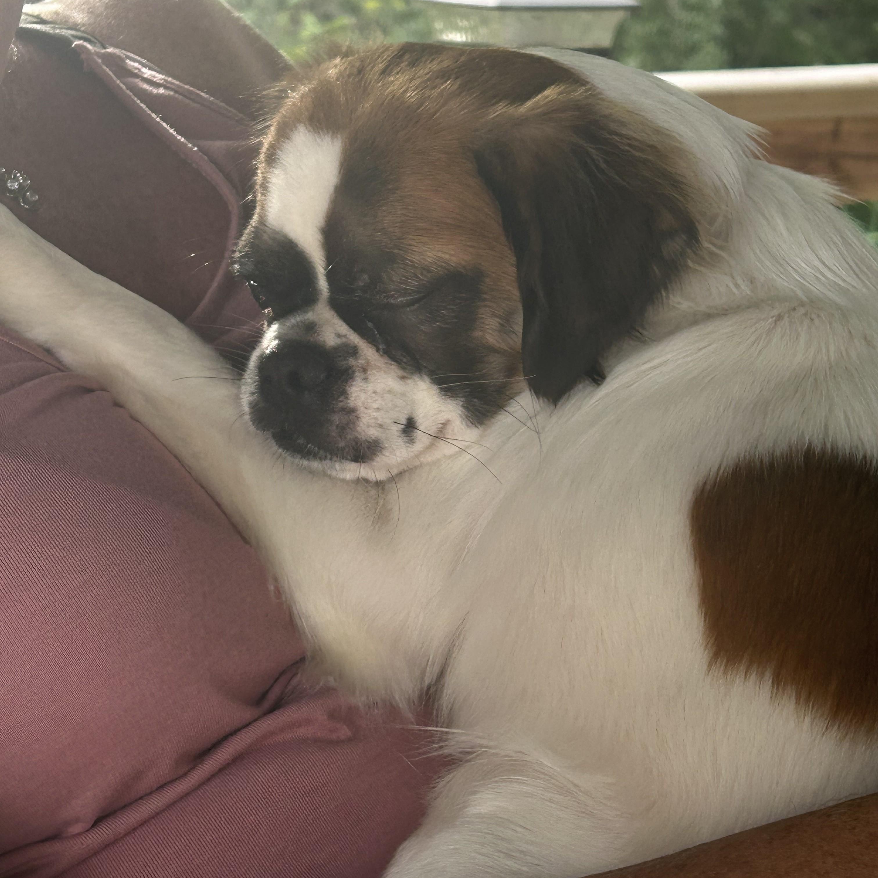 Enlarge Henderson, a ADOPTABLE mixed breed in Grafton, OH image 2/5
