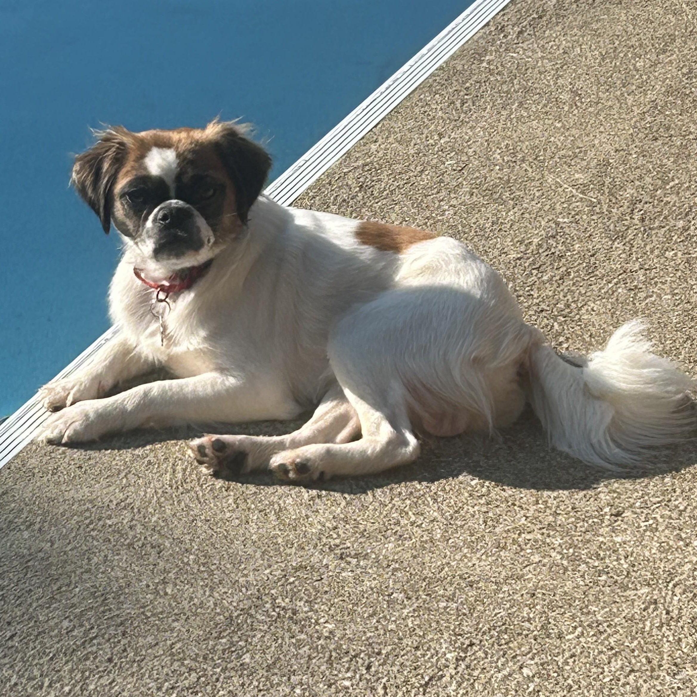 Enlarge Henderson, a ADOPTABLE mixed breed in Grafton, OH image 5/5