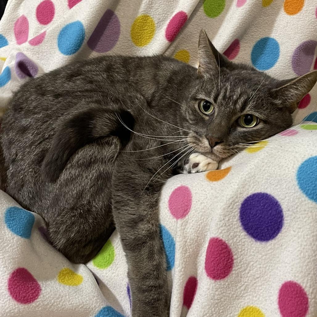 GROOT, Adoptable, Adult Male Domestic Short Hair.