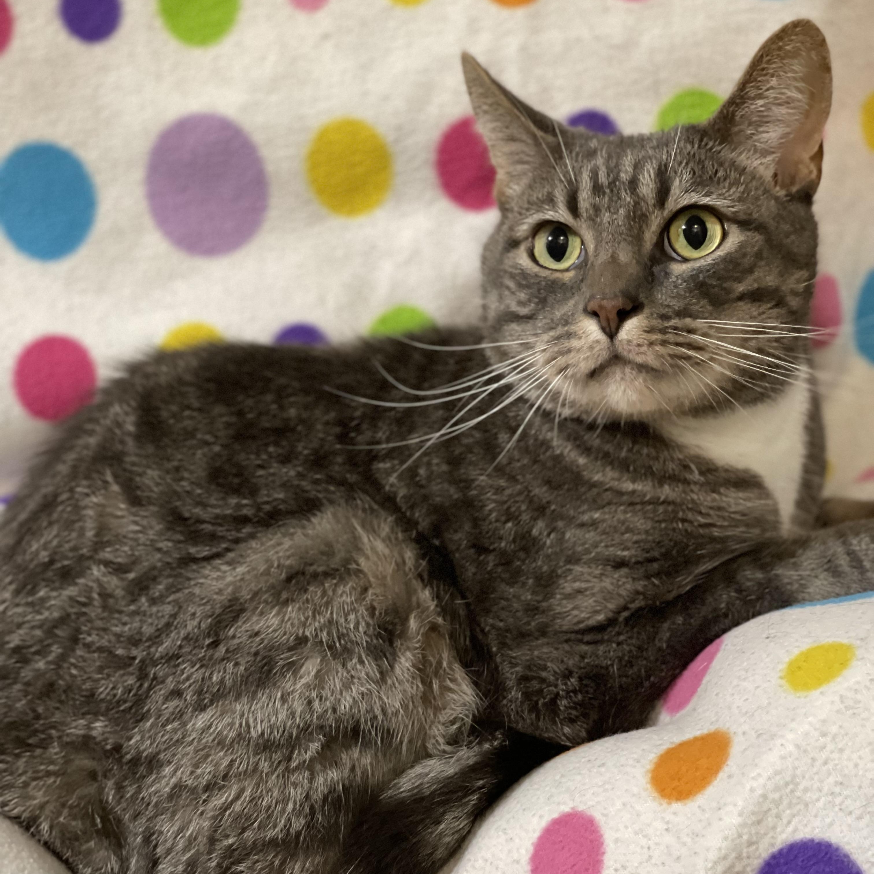Enlarge GROOT, a Adoptable Domestic Short Hair in Graham, WA image 3/4