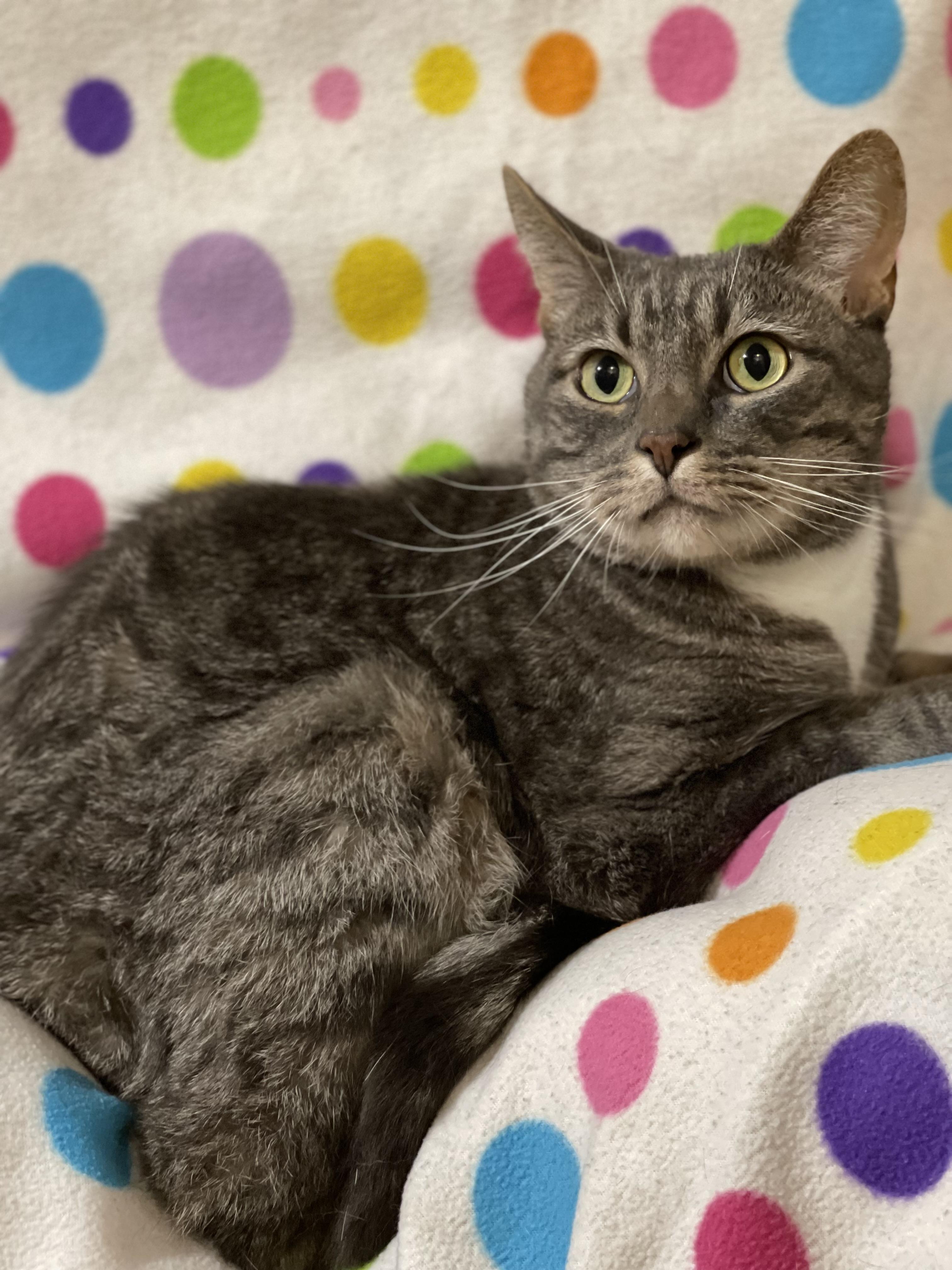 GROOT, a Adoptable Domestic Short Hair in Graham, WA image 2/4