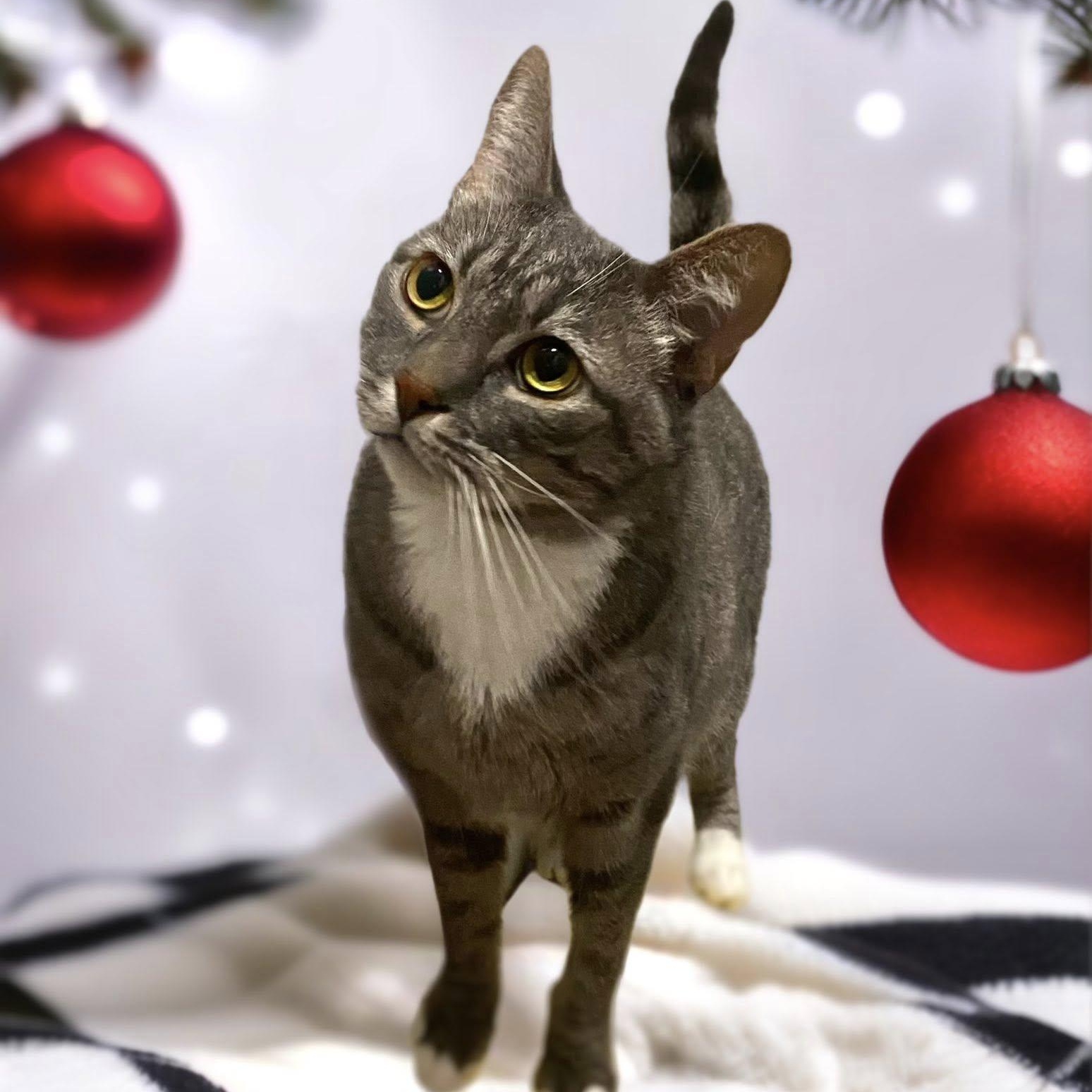 GROOT, a Adoptable Domestic Short Hair in Graham, WA image 3/4