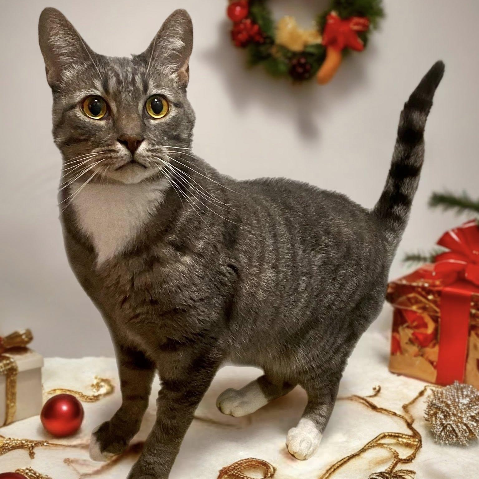 GROOT, Adoptable, Adult Male Domestic Short Hair.