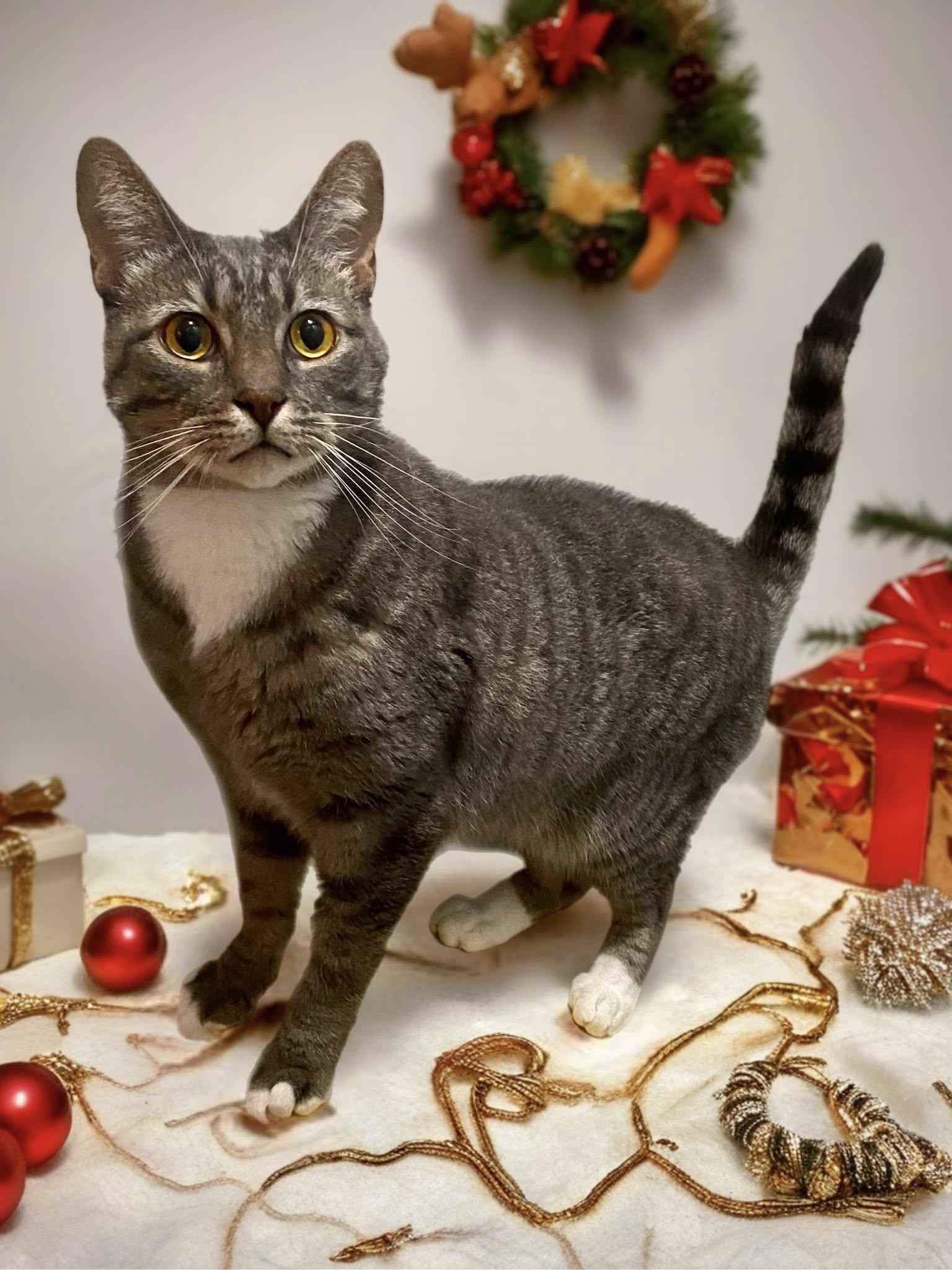 GROOT, a Adoptable Domestic Short Hair in Graham, WA image 4/4