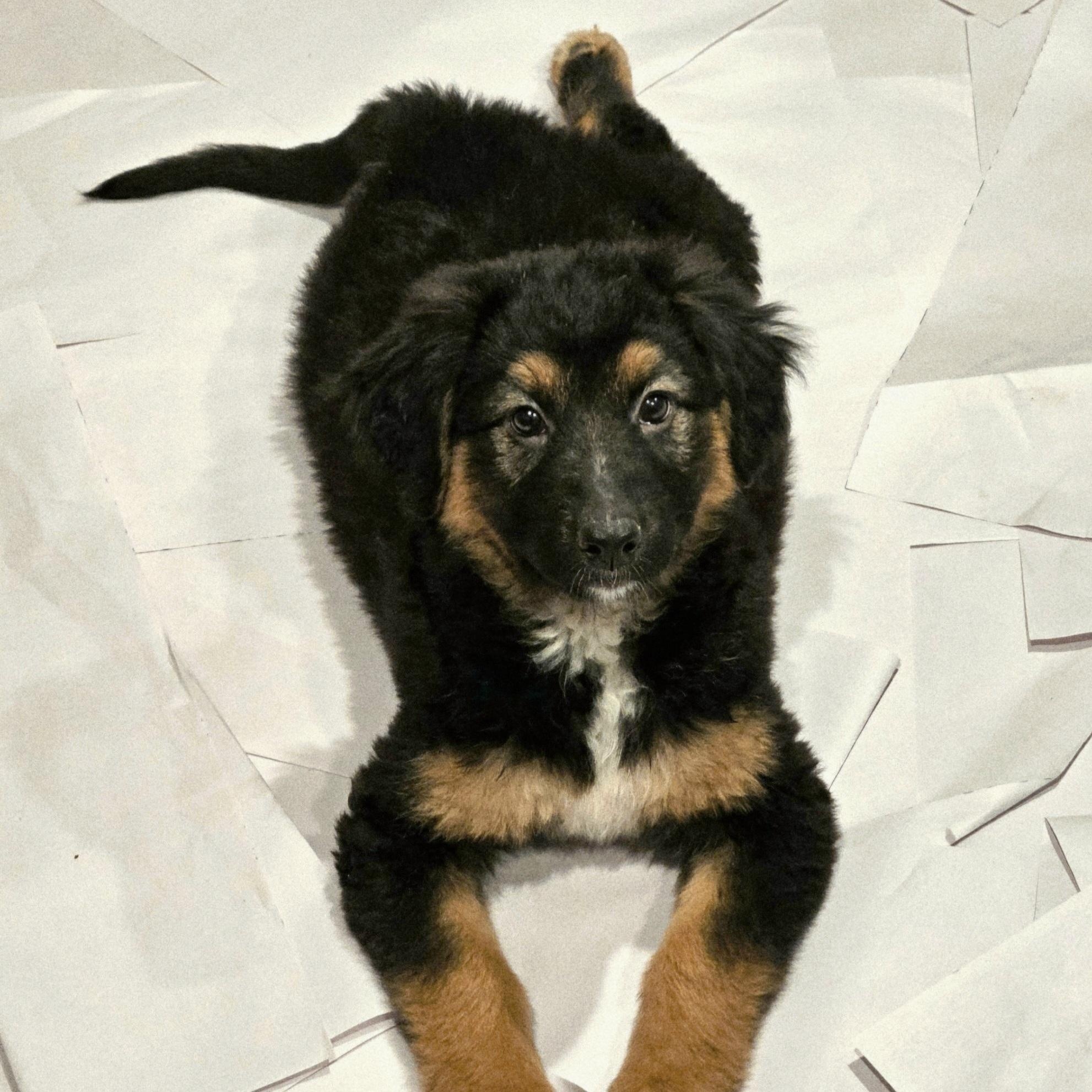 Briar (PENDING!), a Adoptable mixed breed in Chicago, IL image 4/5