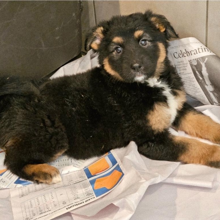 Briar (PENDING!), a Adoptable mixed breed in Chicago, IL image 2/5