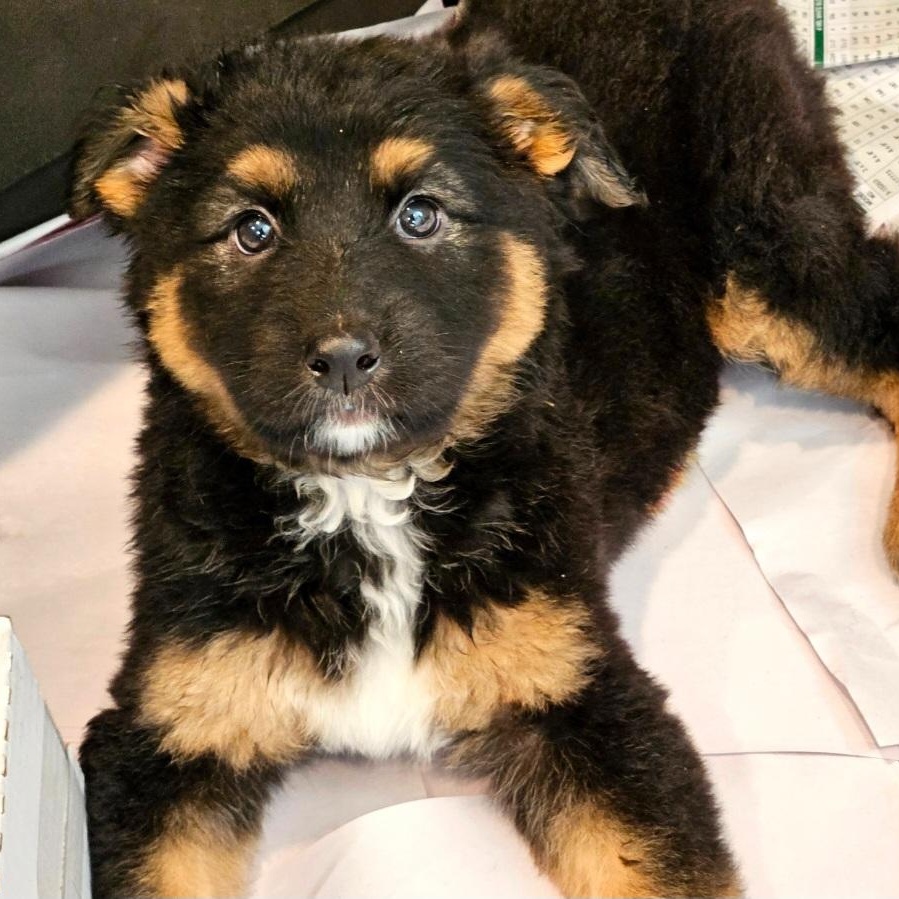 Briar (PENDING!), a Adoptable mixed breed in Chicago, IL image 5/5