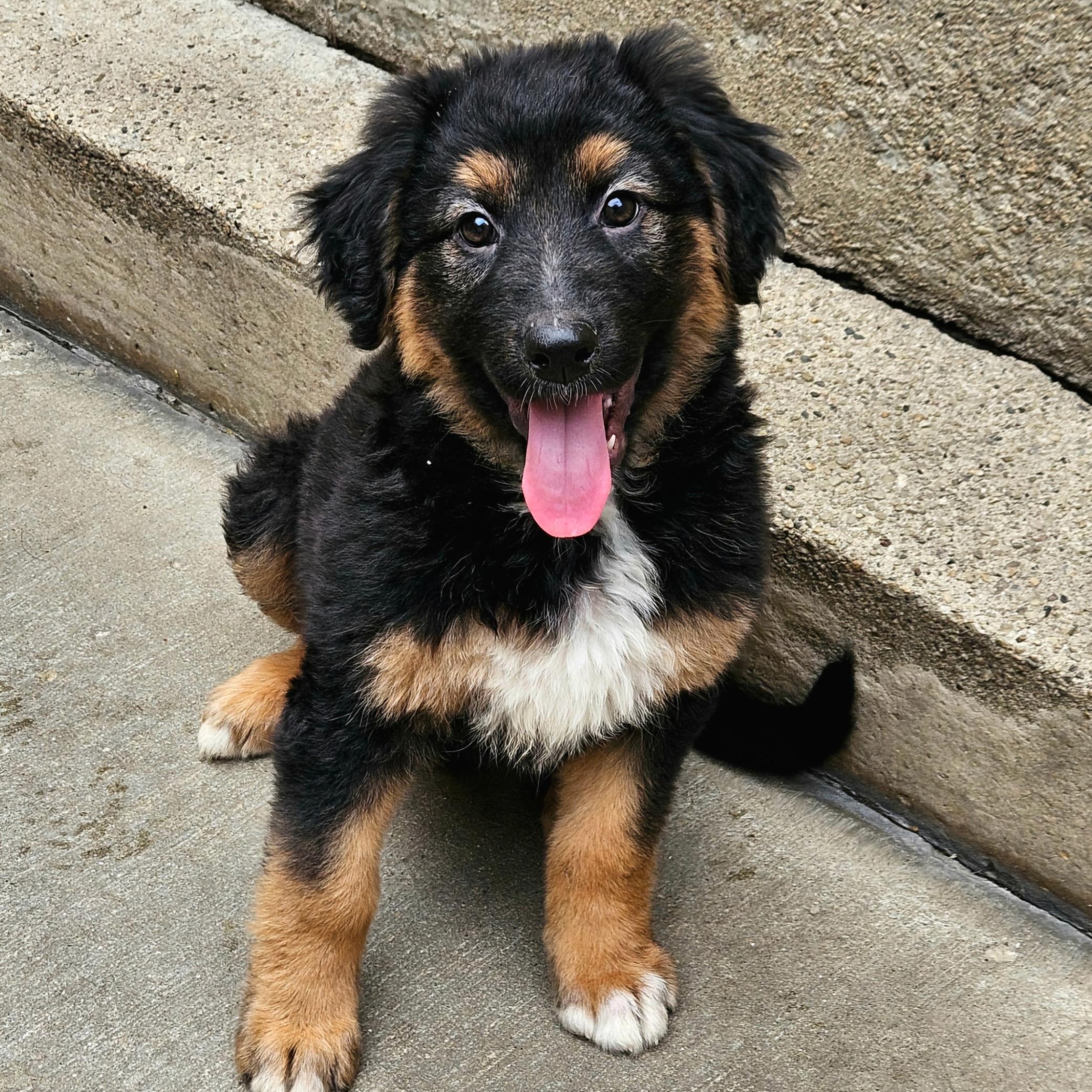 Briar (PENDING!), a Adoptable mixed breed in Chicago, IL image 1/5