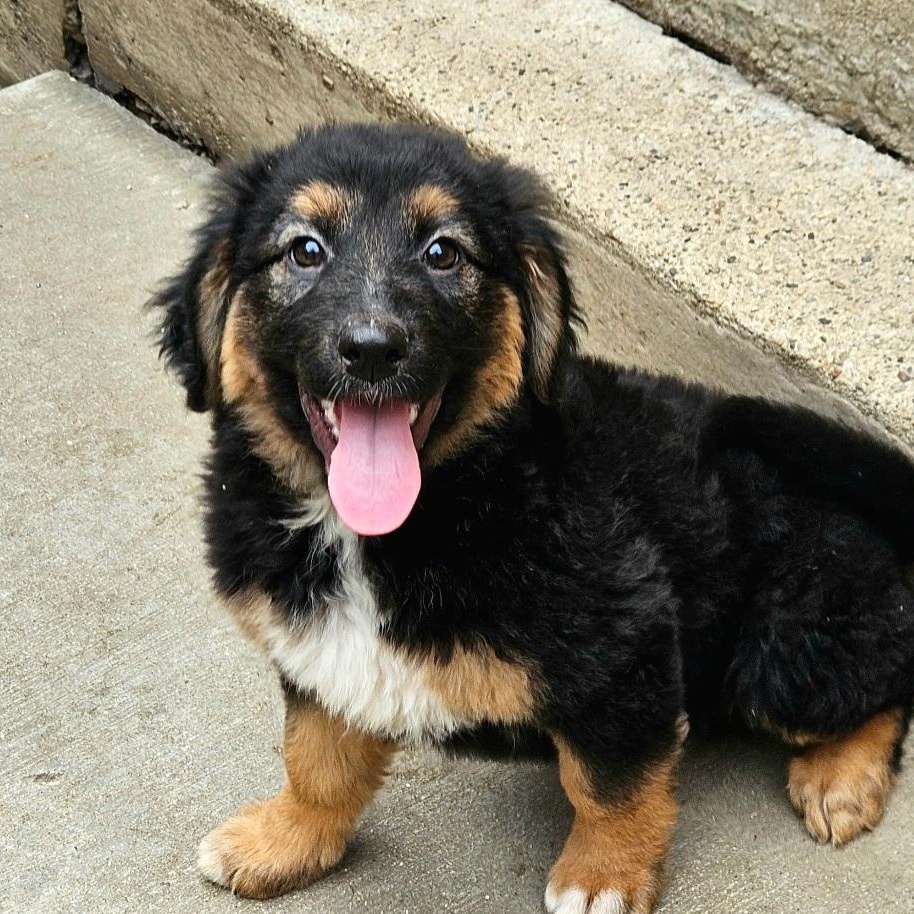 Briar (PENDING!), a Adoptable mixed breed in Chicago, IL image 3/5