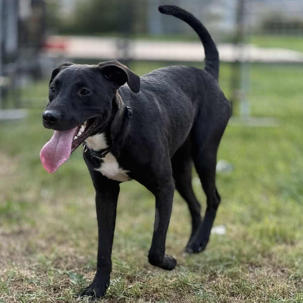Sadie, an adoptable Black Labrador Retriever in Mead, WA, 99021 | Photo Image 1
