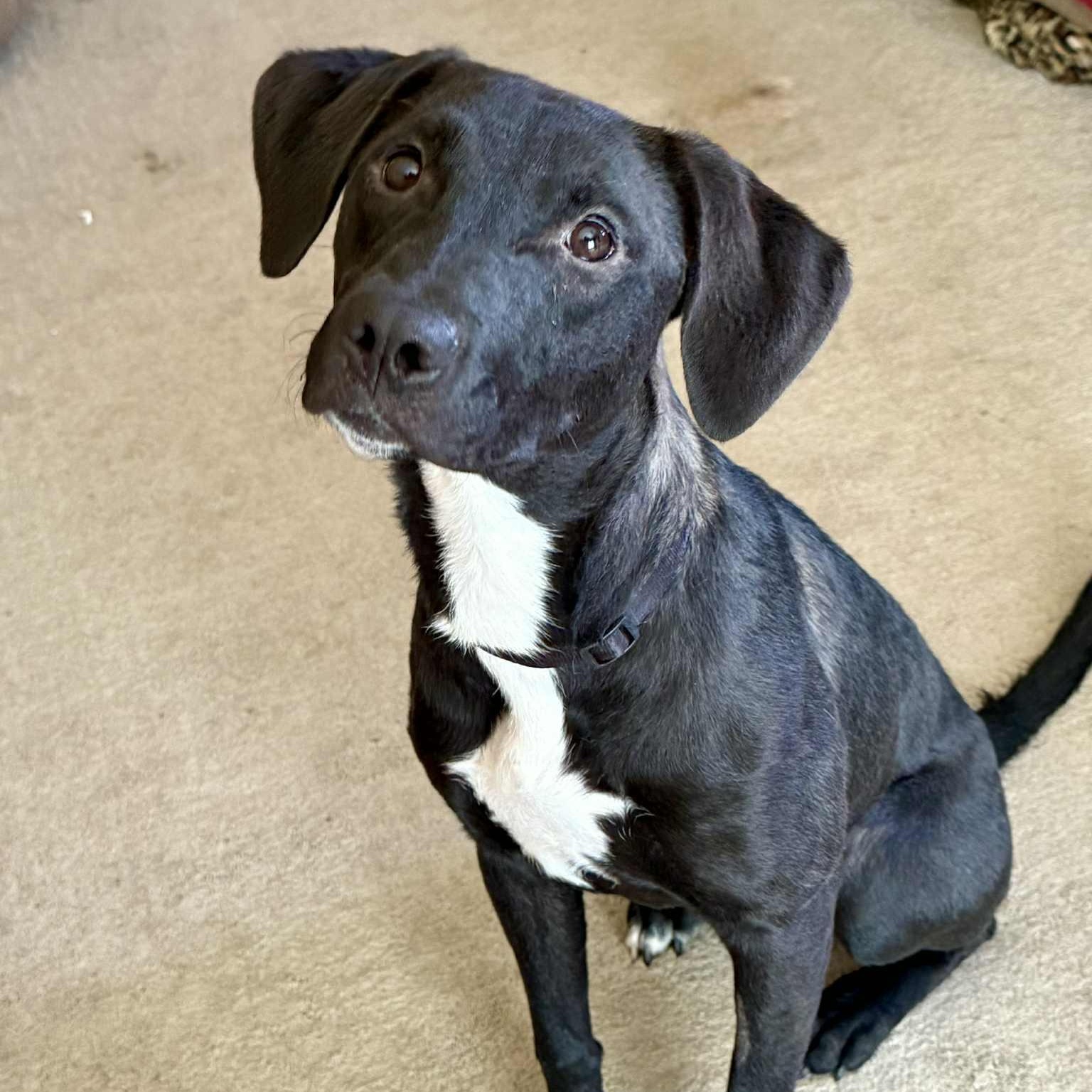 Sadie, an adoptable Black Labrador Retriever in Mead, WA, 99021 | Photo Image 5