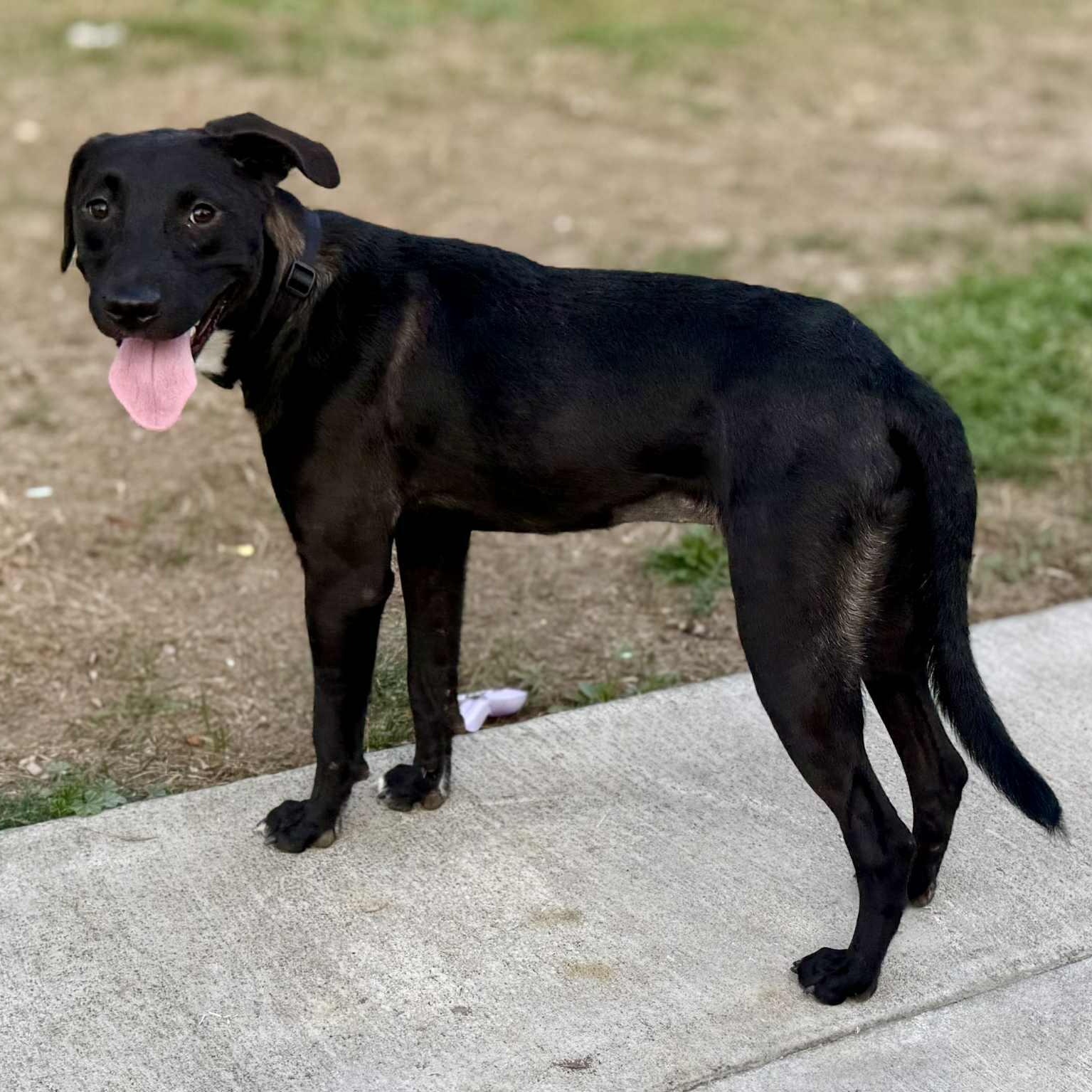 Sadie, an adoptable Black Labrador Retriever in Mead, WA, 99021 | Photo Image 2