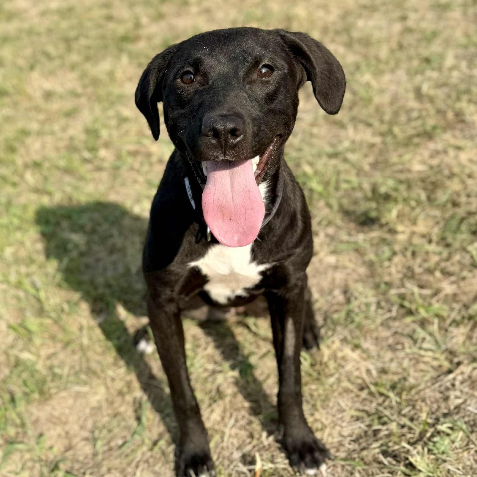 Sadie, an adoptable Black Labrador Retriever in Mead, WA, 99021 | Photo Image 4