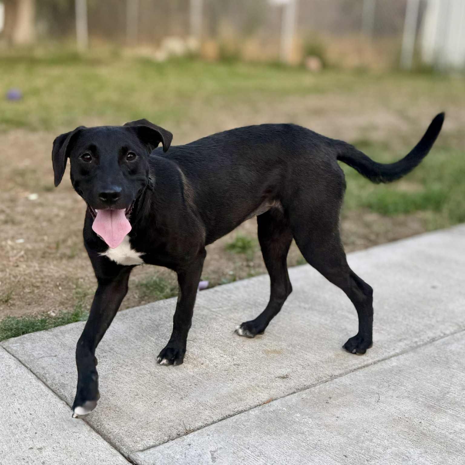 Sadie, an adoptable Black Labrador Retriever in Mead, WA, 99021 | Photo Image 3