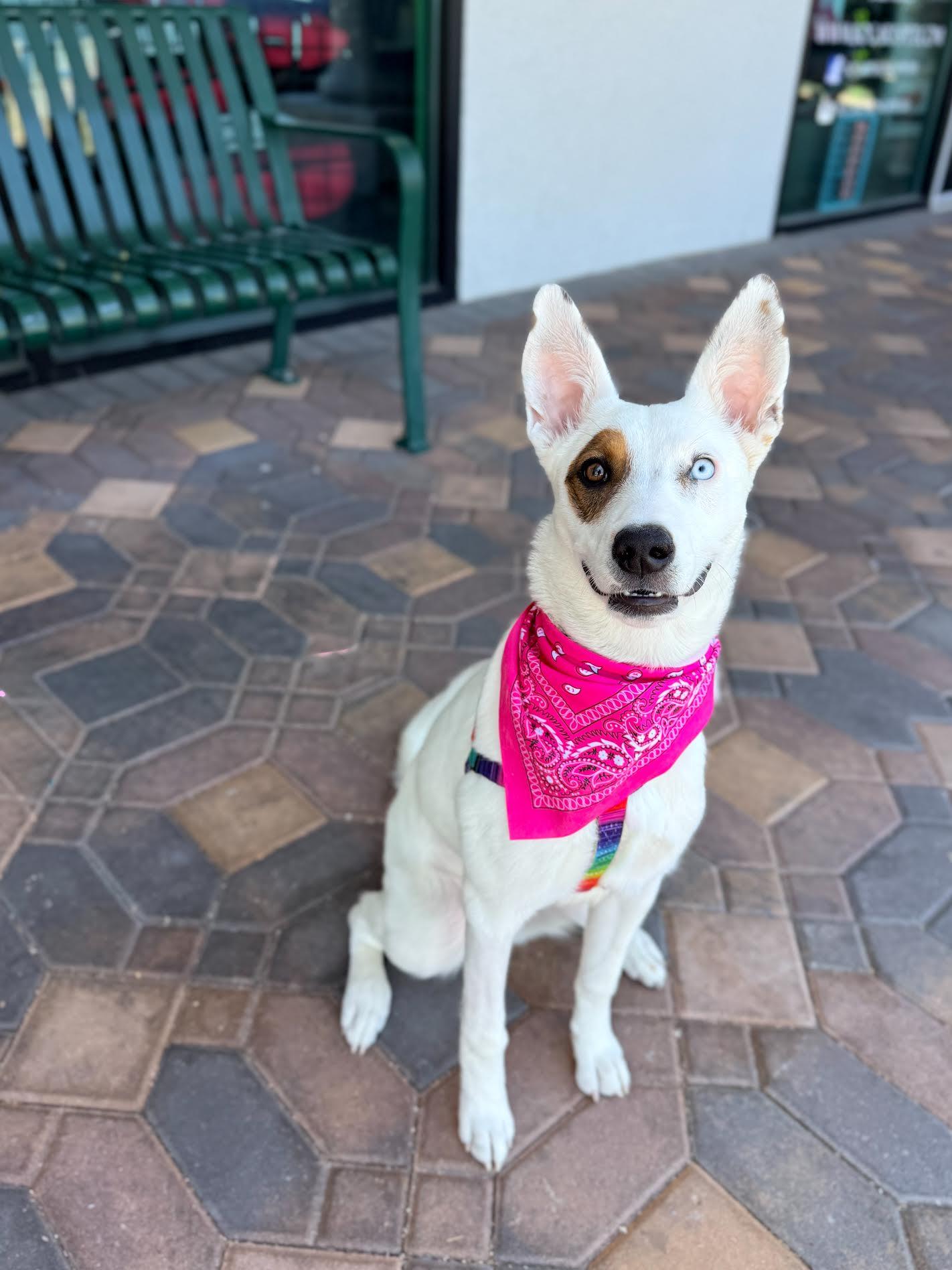 Finra, an adopted mixed breed in Las Vegas, NV image 2/2